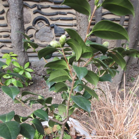 *
「四つ葉のクローバー」
今週に入り、寒さが増して風が冷たいですね…
庭園のウメの花が僅かに咲き始めました!
コチョウワビスケやツバキのつぼみも色づいてもうすぐです。
さて、今日茶席に入られた韓国からのお客様より、ピンクカードをいただきました。
なんと「四つ葉のクローバー」
粋なプレゼントにいきなりハッピーです❣
あったかい気持ちをありがとうございました。
…楽水園より
#楽水園
#rakusuien
#福岡観光
#日本庭園
#JapaneseGarden
#茶室
#都会のオアシス
#博多
#住吉