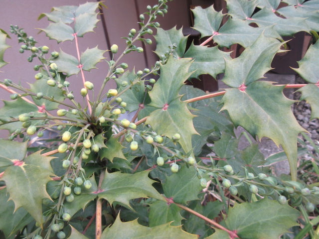 *
「春近し」
風が冷たいですね~、
皆さま、おかわりございませんか…
庭園のウメの花が高い枝に咲き、
昼間は小鳥のさえずりがきこえます。
黄色いつぼみはヒイラギナンテン…
今日は池には鴨のつがいが仲良く泳いでいました。
床の間の掛花入れにはサザンカとトサミズキ。
少しずつですが、春の気配を感じますね…
…楽水園より
#楽水園
#rakusuien
#福岡観光
#日本庭園
#JapaneseGarden
#茶室
#都会のオアシス
#博多
#住吉
