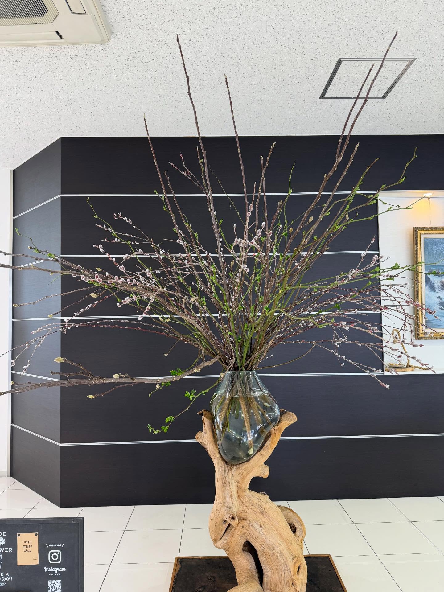 今週のWelcome Green🌿⭐︎ネコヤナギ⭐︎キイチゴ⭐︎ハクレン@toyota_soty #anddeco#haveagoodday#株式会社緑尊#富山市#観葉植物屋内植物造園工事