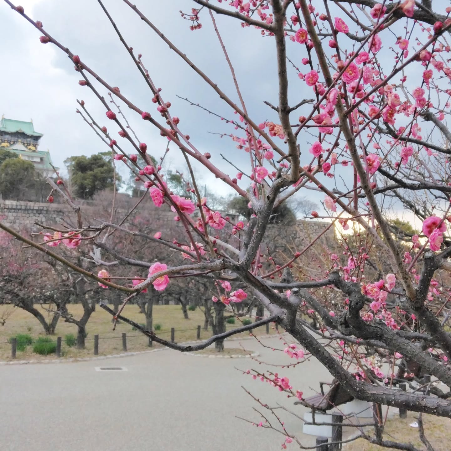大阪城の梅が開花しています✨
=====================
まもなく立春を迎える季節。
大阪城の梅林も、早咲きの梅は見頃を迎えているようです。
大阪城の梅林は無料で入れる観梅スポット。
100種類以上の梅の木が植えられていて、一つ一つゆっくり見て回るのもオススメです。
これからどんどん咲いてくると思いますので、
ぜひお時間のある方は立ち寄ってみてくださいね!
寒い寒いと思っていても、季節は確実に春に近づいていると思うと、なんだかワクワクします😊
#大阪城 #梅林 #立春