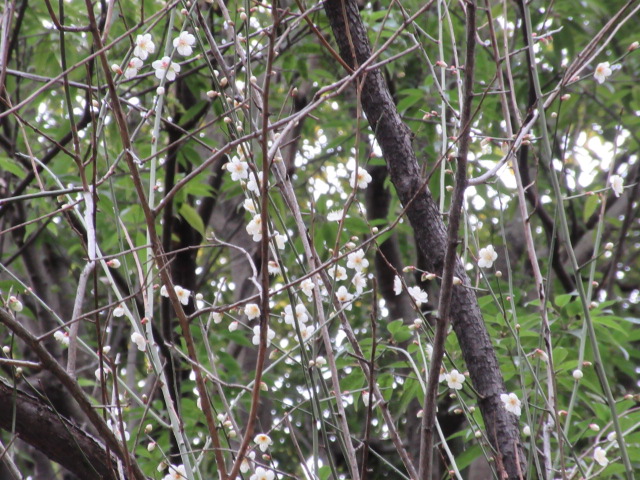 *
「春近し」
風が冷たいですね~、
皆さま、おかわりございませんか…
庭園のウメの花が高い枝に咲き、
昼間は小鳥のさえずりがきこえます。
黄色いつぼみはヒイラギナンテン…
今日は池には鴨のつがいが仲良く泳いでいました。
床の間の掛花入れにはサザンカとトサミズキ。
少しずつですが、春の気配を感じますね…
…楽水園より
#楽水園
#rakusuien
#福岡観光
#日本庭園
#JapaneseGarden
#茶室
#都会のオアシス
#博多
#住吉