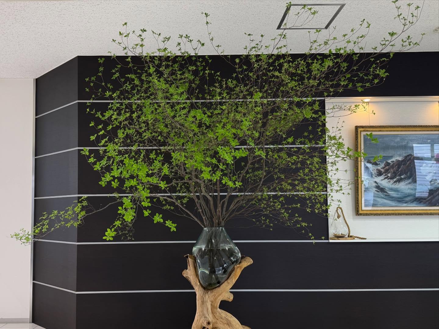 今週のWelcome Green🌿⭐︎ドウダンツツジ@toyota_soty #anddeco#haveagoodday#株式会社緑尊#富山市#観葉植物屋内植物造園工事