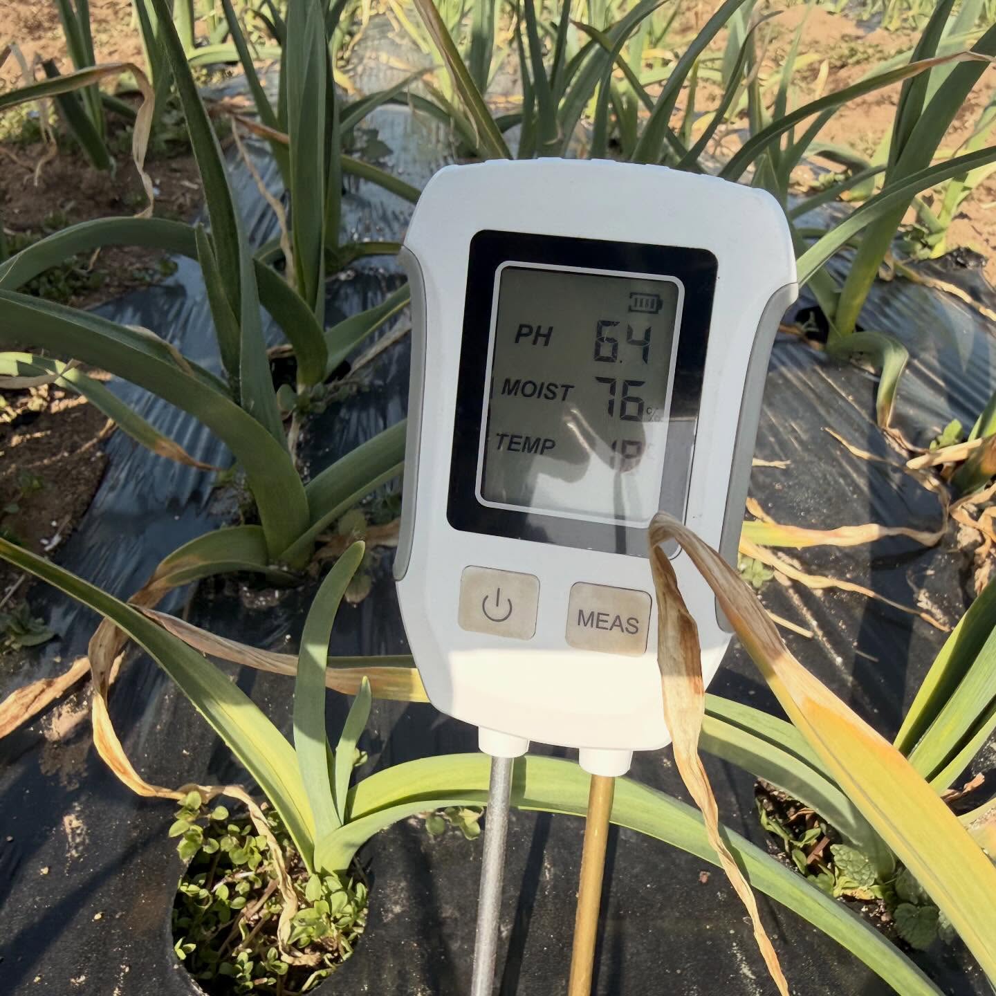 🌱【にんにく生育記録 3月1日】🌱
2月下旬に追肥して1週間。
2〜3日前にしっかり雨が降りました☔
本日の測定結果
pH 6.4〜6.7
地温 12〜15℃
水分 76〜85%
pHは理想ゾーンに入り、
地温も成長モード。
葉数は4枚、茎の太さは約2cm。
ここから一気に葉を増やしていく時期です🔥
雨の水分がしっかり残っているので、
今は無理に触らず自然乾燥を待ちます。
目標は葉7〜8枚。
ここまで行けば玉も期待大。
畑は毎日少しずつ前進中。
今年はいい流れ。
#にんにく栽培
#福地ホワイト
#家庭菜園
#畑のある暮らし
#春の準備
土づくり
農業記録