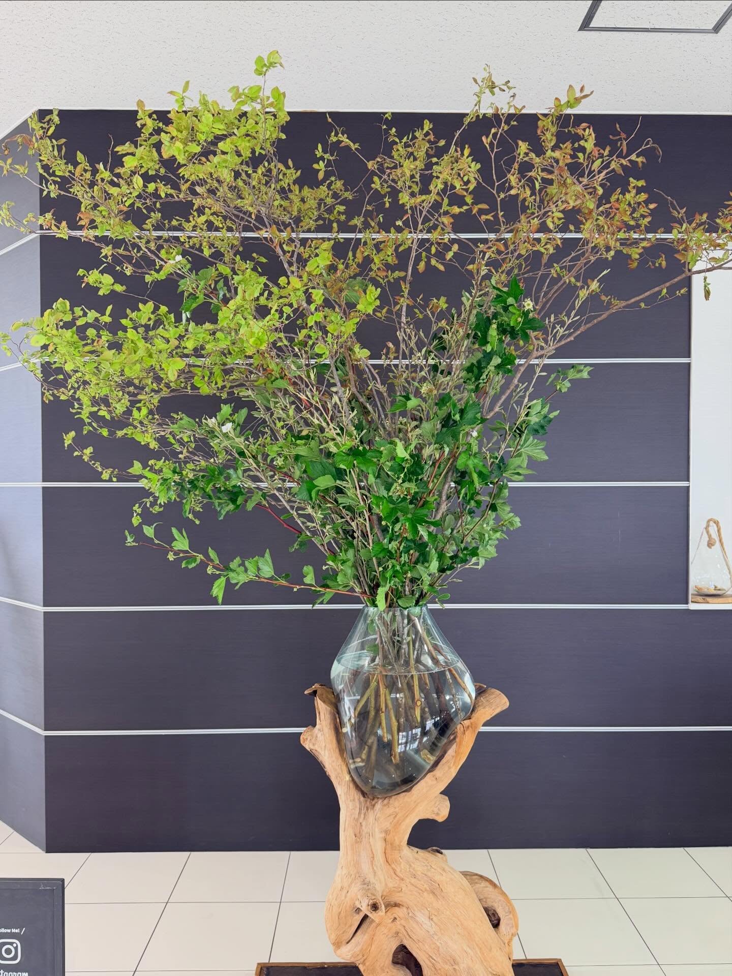 今週のWelcome Green🌿⭐︎マンサク⭐︎キイチゴ⭐︎ナツハゼ@toyota_soty #anddeco#haveagoodday#株式会社緑尊#富山市#観葉植物屋内植物造園工事