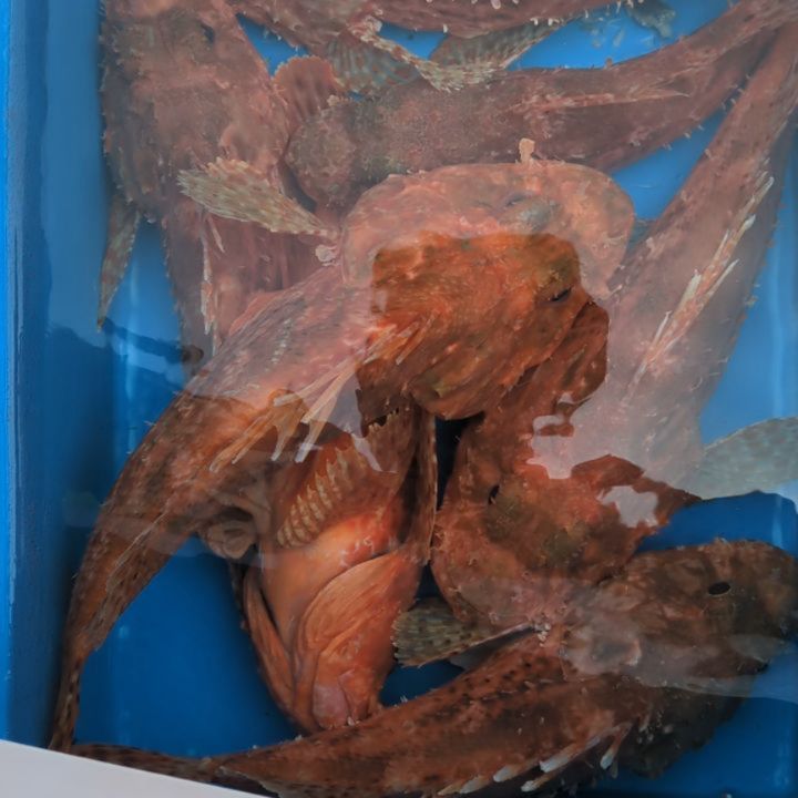 オニカサゴ釣り。
サイズ良かったですが、後半失速しました😭
ガシラも出だしは調子良かったですが、失速💦
オニカサゴ31〜45センチ24匹
ガシラ31匹
アコウ2匹
アオハタ1.、ハタ1匹🙇🏼
#若狭湾
#新幸丸
#オニカサゴ釣り
#オニカサゴ
#根魚