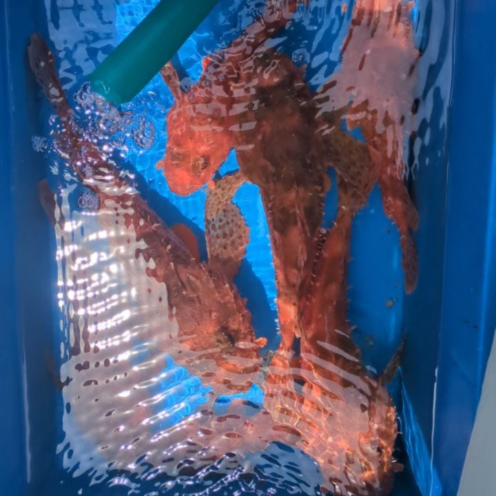 オニカサゴ釣り。
サイズも結構良かったです⤴️
今日はガシラが少な目でした😅
オニカサゴ25〜45センチ47匹
ガシラ33匹
他、小アラ、レンコ、オキメバルなども🙇🏼
リリースもありがとうございます🙇🏼
#新幸丸
#若狭湾
#オニカサゴ
#根魚
#オニ退治