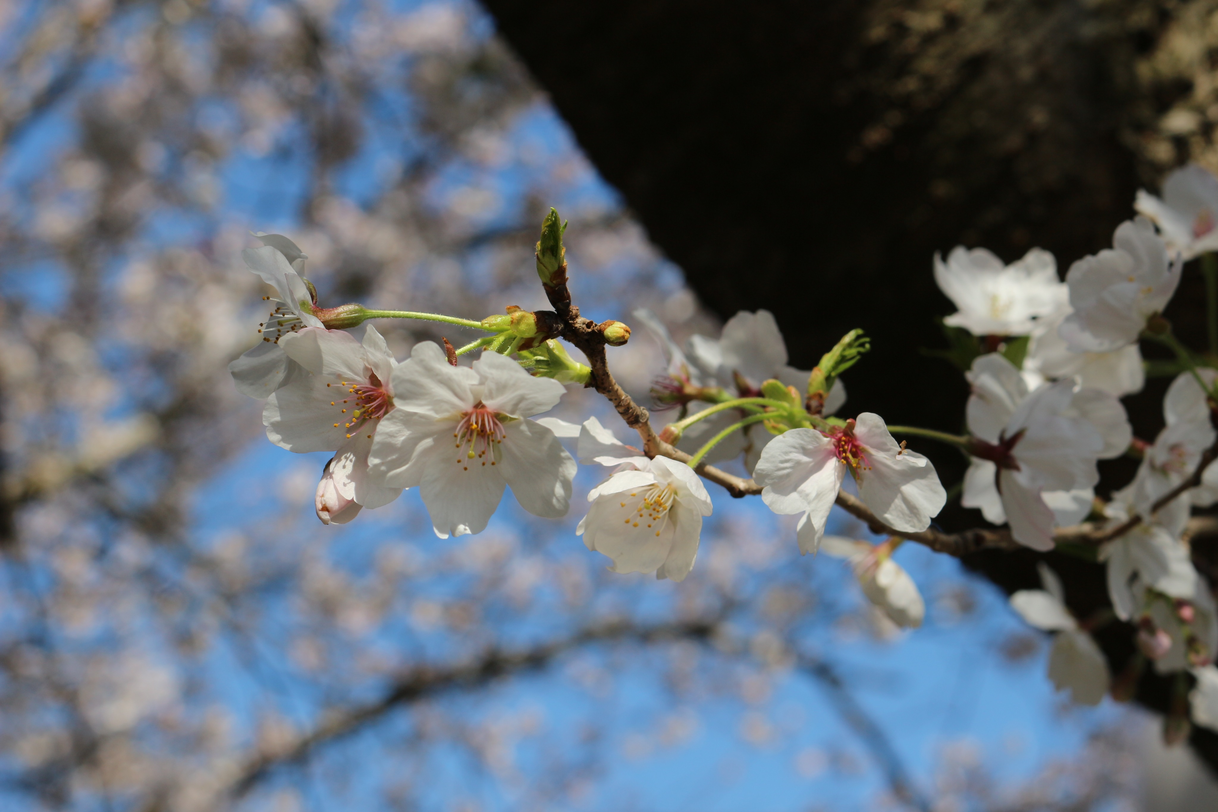 【清和大学】☆4月振り返り+☆
桜の季節からあっというまにGWも終わりました。
近頃広報用撮影に協力してくれる学生も増えてきて、非常にありがたいです。💯
#大学案内 #学案 #清和大学 #法学部 #入学式 #公務員 #警察官 #消防官 #自衛官 #就職率 #サッカー部 #野球部 #女子ソフトボール部 #剣道部 #柔道部 #陸上部 #サッカー #野球 #女子ソフトボール #剣道 #柔道 #陸上