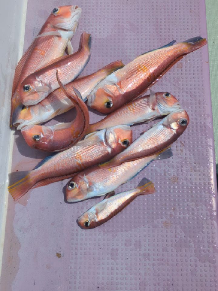 アマダイ釣り
久しぶりのアマダイ釣りでした。
ダブルで始まりましたが潮も流れず💦
なんとかトップ10匹船中21匹でした。
他はレンコ、イトヨリ、オニカサゴ、アオハタなど
#新幸丸
#アマダイ釣り
#ツ抜け
#根魚