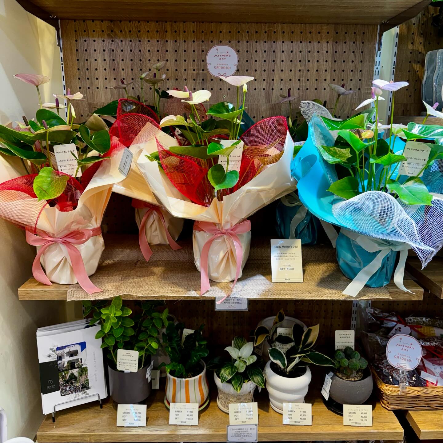 *
ゴールデンウィークも終わり、母の日も目前ですね‼️🤱
今年も観葉植物店RizzAさん @rizza_egd の母の日ラッピング仕様のグリーンポットが数