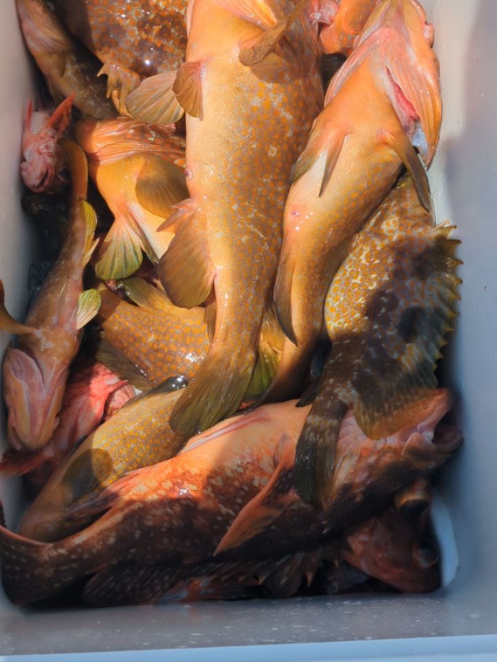 活きエサ便。
大きなウネリで浅場は食いが悪かったです💦
少し深めのポイントは釣れましたが🙇🏼
アコウ25〜44センチ101匹
ガシラいっぱいヒラメ1匹
ソイ1匹。
#新幸丸
#活きエサ
#キジハタ
#アコウ
#根魚