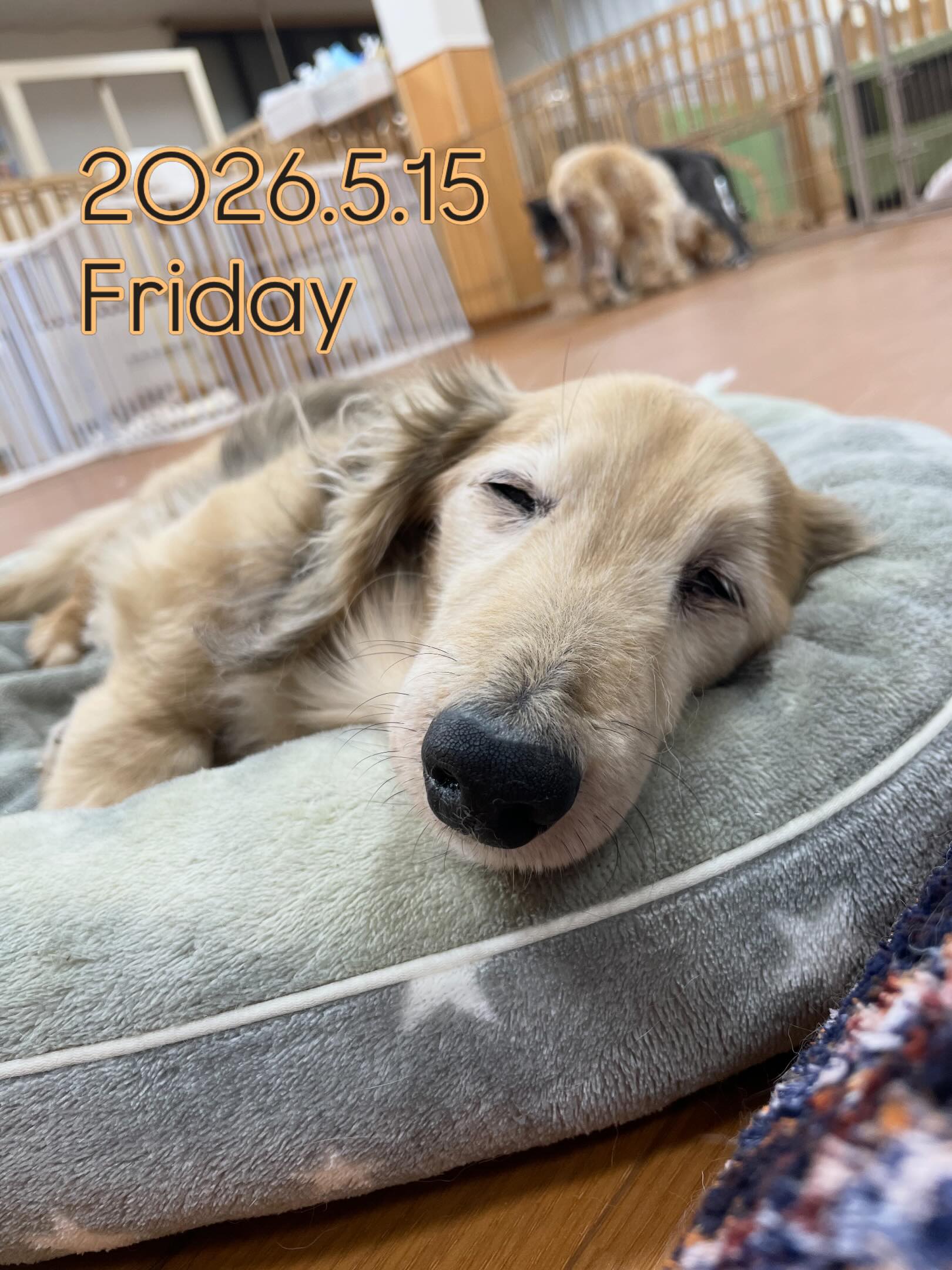 🌬️2026.5.15✨
おはようございます🍵
朝は、外に出ると涼しい風が吹いていて、とても気持ちがいい1日のはじまりでした🐕
ワンちゃんたちは、しっかりご飯を食べて、もう一度眠りに入って、エネルギーを蓄えております🍖
今日も1日元気に過ごしましょう🧃
本日もシェリーは、9:00Openです!
よろしくお願いいたします⭐️
#老犬との暮らし#犬#犬のいる暮らし#犬すぎな人と繋がりたい