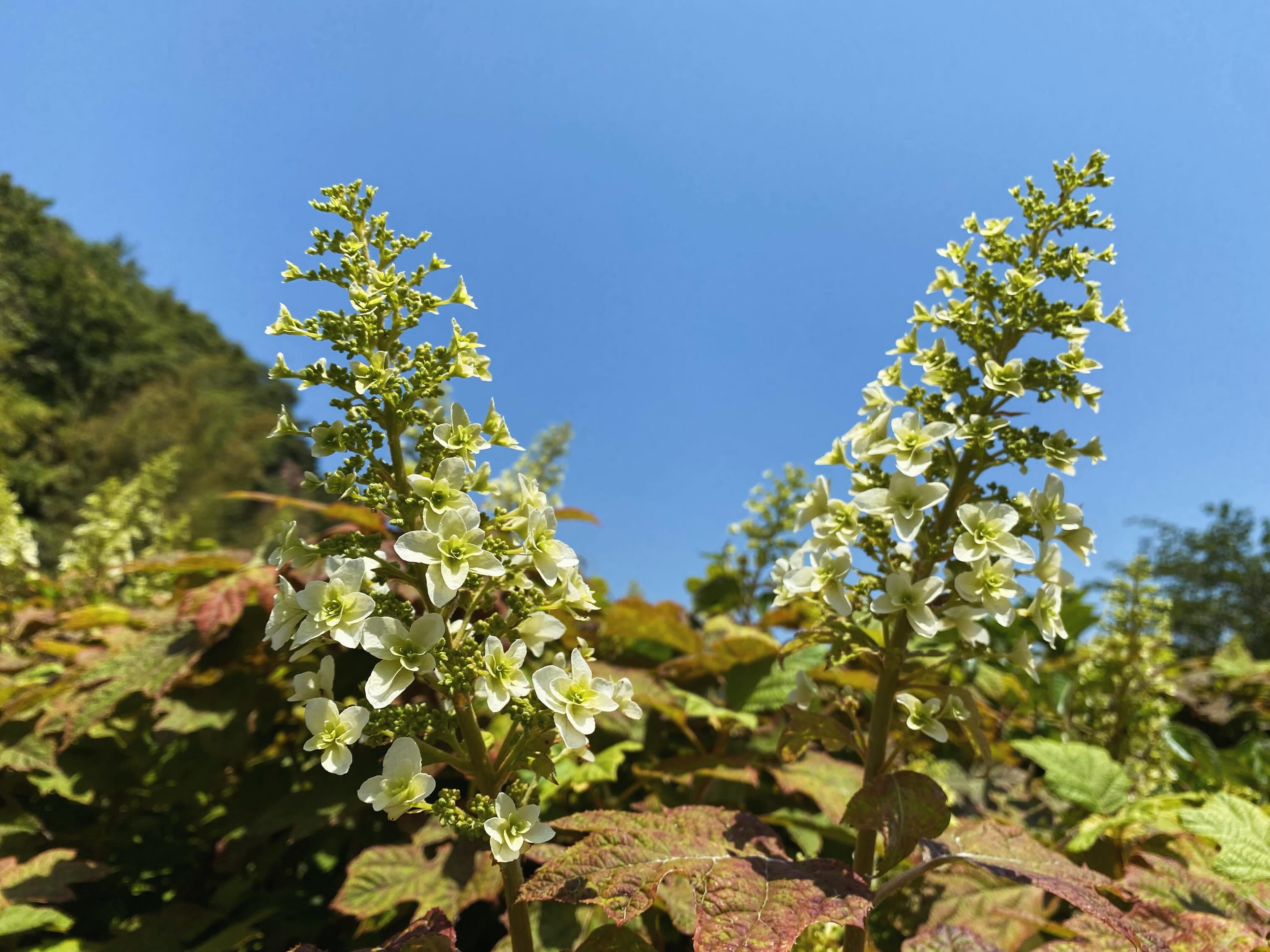 アジサイ開花しました。今週末あたりから見頃に入りそうです。
昨年強烈な日照りが続いたせいか、かなりのアジサイが枯れてしまいました…今年は例年に比べると少し寂しく見えるかもしれません🙇
それでも咲いてるところは咲いてます🏵️
是非お越しくださいませ🙏
#アジサイ #沼津のお寺
#奥駿河
#numa_1 #numa_kanko