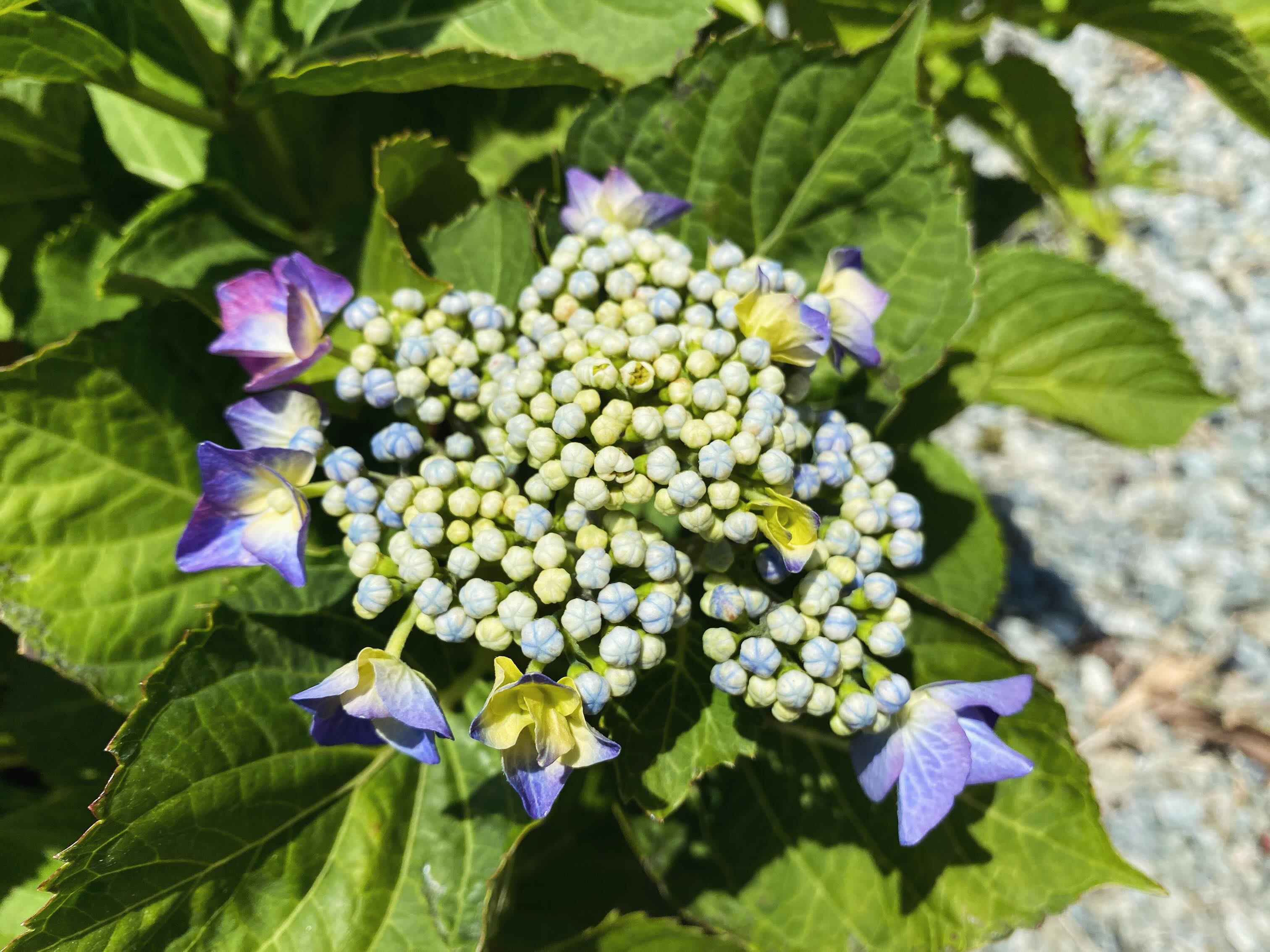 アジサイ開花しました。今週末あたりから見頃に入りそうです。
昨年強烈な日照りが続いたせいか、かなりのアジサイが枯れてしまいました…今年は例年に比べると少し寂しく見えるかもしれません🙇
それでも咲いてるところは咲いてます🏵️
是非お越しくださいませ🙏
#アジサイ #沼津のお寺
#奥駿河
#numa_1 #numa_kanko