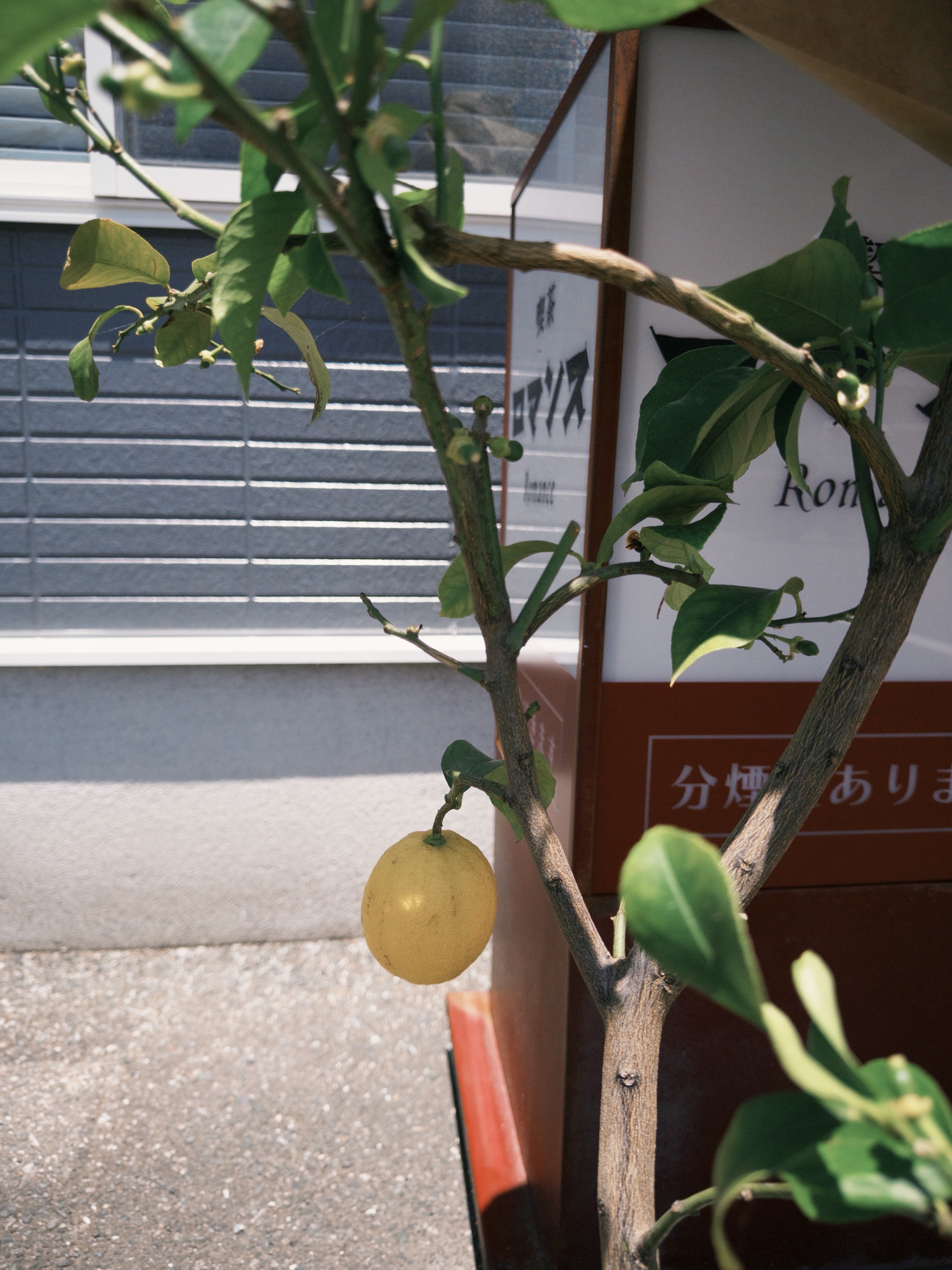 本日、喫茶ロマンスの東側窓から見える景色を
どうしても四季を感じる景色にしたくて
植栽工事をしました。
施工頂きましたgranksの井本さんから
🍋レモンの木をロマンス開店祝いで頂きました!
とても可愛い😍
🍋レモンビルにレモンの木
井本さんありがとうございます!
窓側外部の植栽も素晴らしいものができました。
(あえて実際に見て頂きたいので写真は載せてません。)
ロマンスの店内から見える景色が四季をより感じられ
店内も店外も楽しめる空間になりました。
ぜひ、店内からの木々を見て頂きたいです。
お客様の笑顔が今から楽しみです☺️
※レモン🍋の無断収穫はご遠慮ください。
大事に育てていきます。
#喫茶ロマンス
#喫茶
#レモン
#レモンの木
#エクステリア