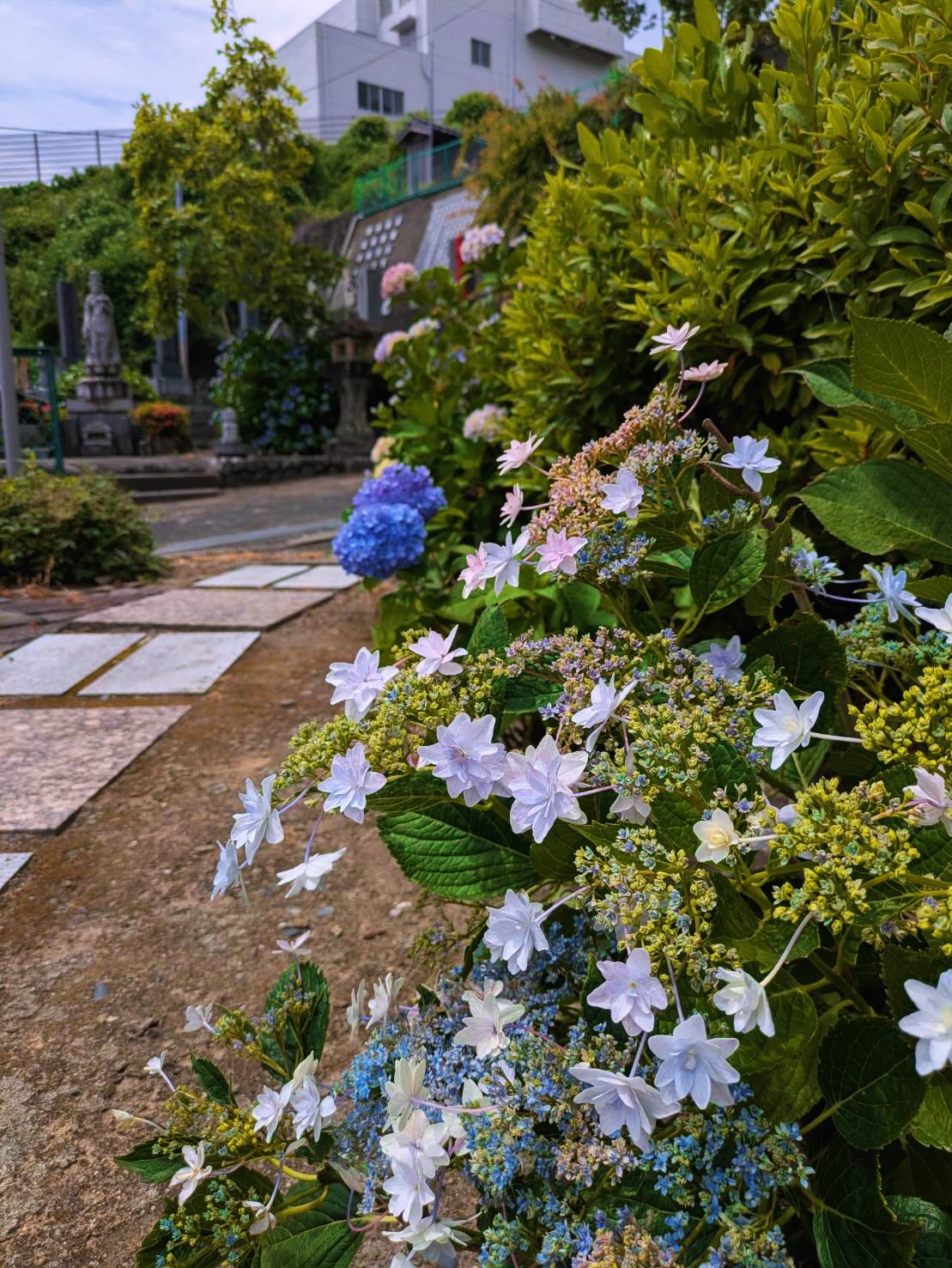 照江寺のアジサイ見頃になっています!🏵️
#アジサイ #沼津のお寺
#奥駿河
#numa_1 #numa_kanko