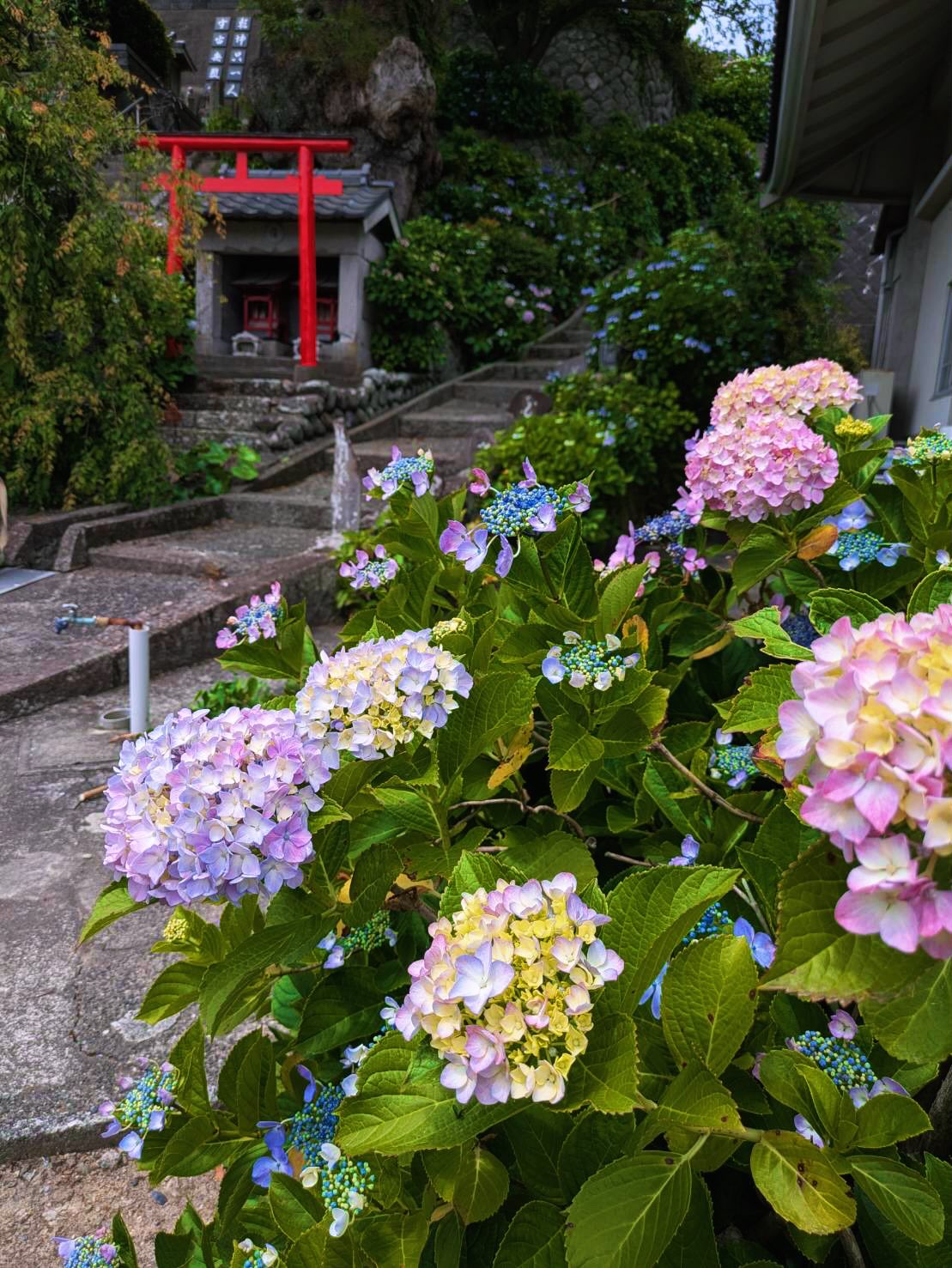 照江寺のアジサイ見頃になっています!🏵️
#アジサイ #沼津のお寺
#奥駿河
#numa_1 #numa_kanko