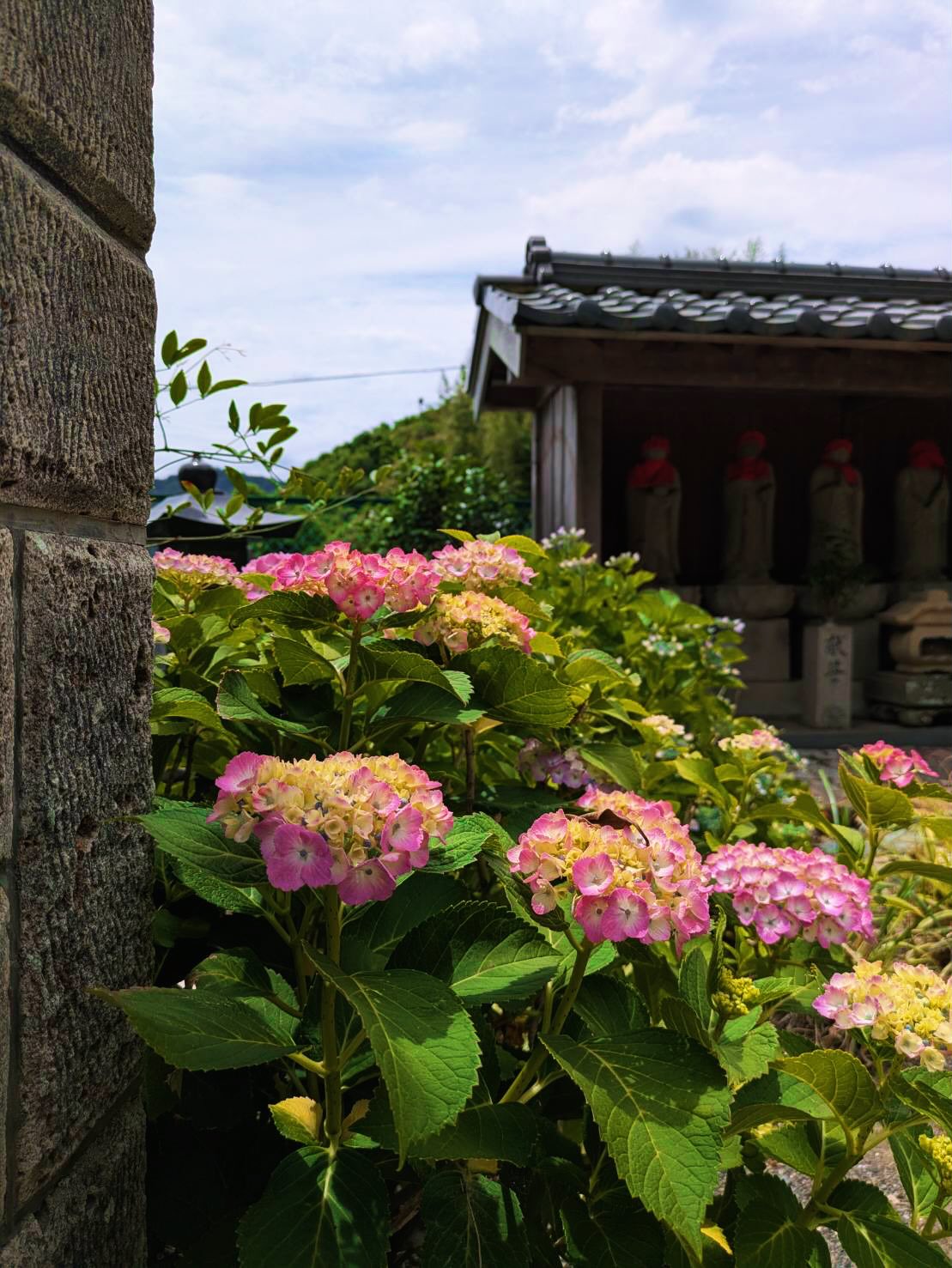 照江寺のアジサイ見頃になっています!🏵️
#アジサイ #沼津のお寺
#奥駿河
#numa_1 #numa_kanko