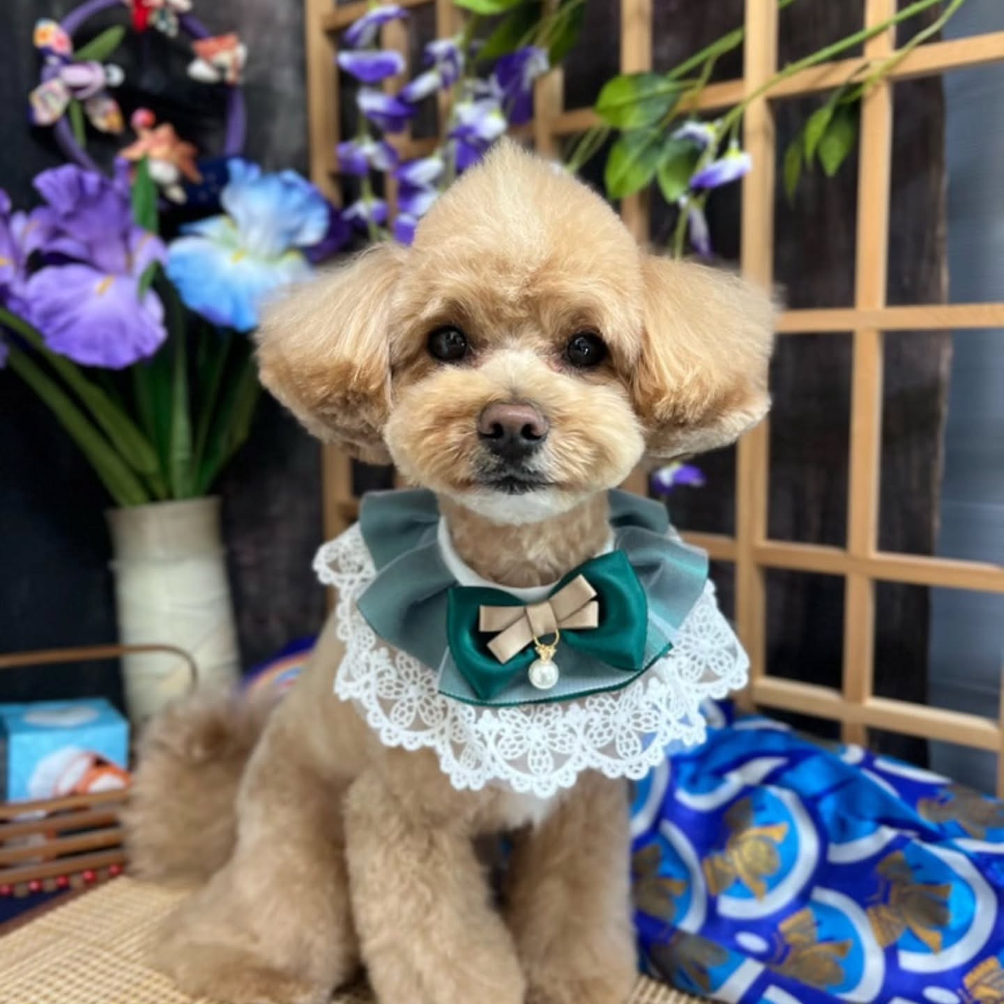ココアちゃん🐶とっても可愛くなりました🎶
#トリミング#ミックス犬#炭酸泉#いいだ動物病院