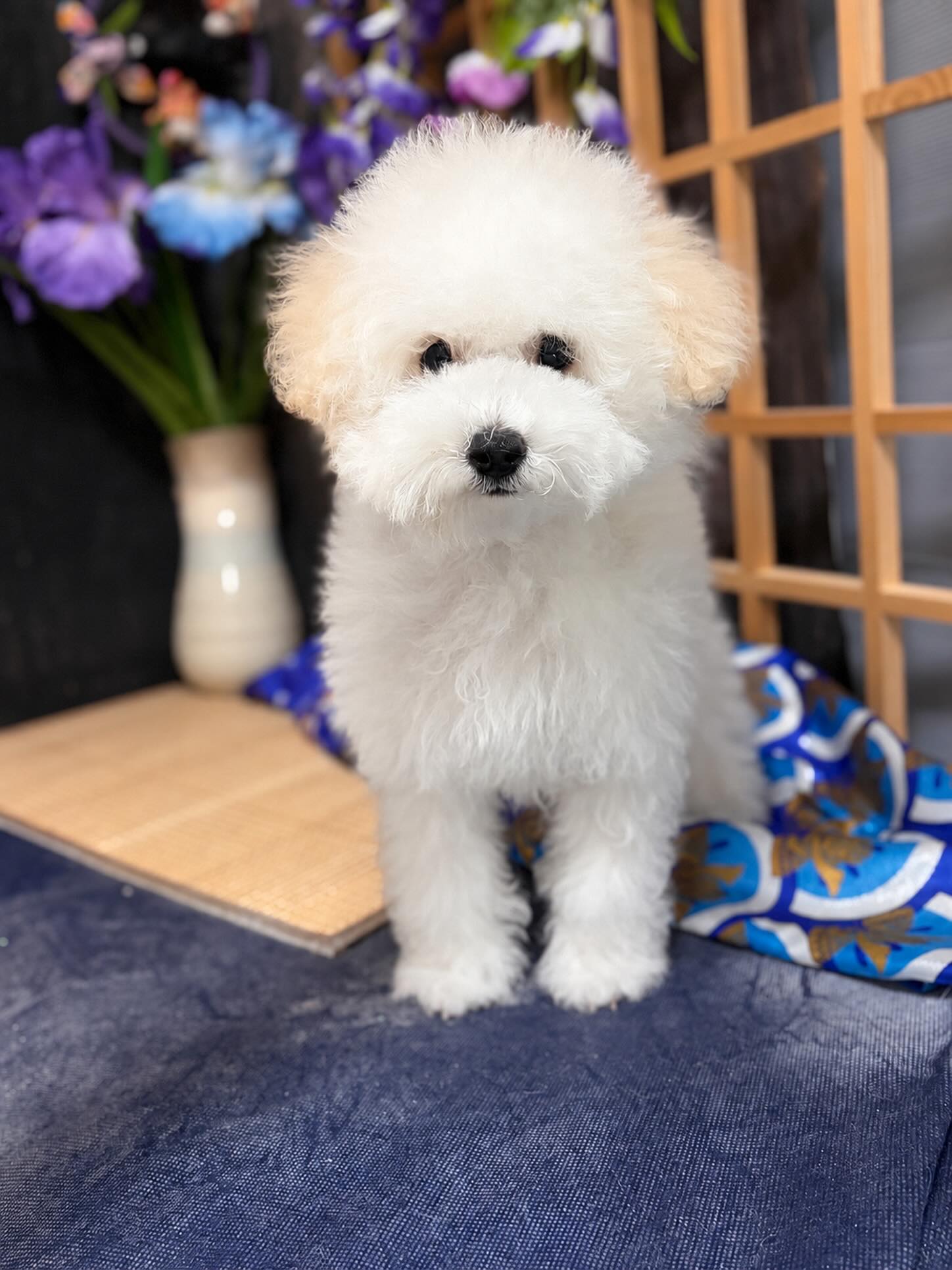 まだパピーのくーちゃん🫶
今日は犬生初めてのシャンプーでした✨
がんばってくれてありがとう😊
パヤパヤでかわいい〜🥹🥹