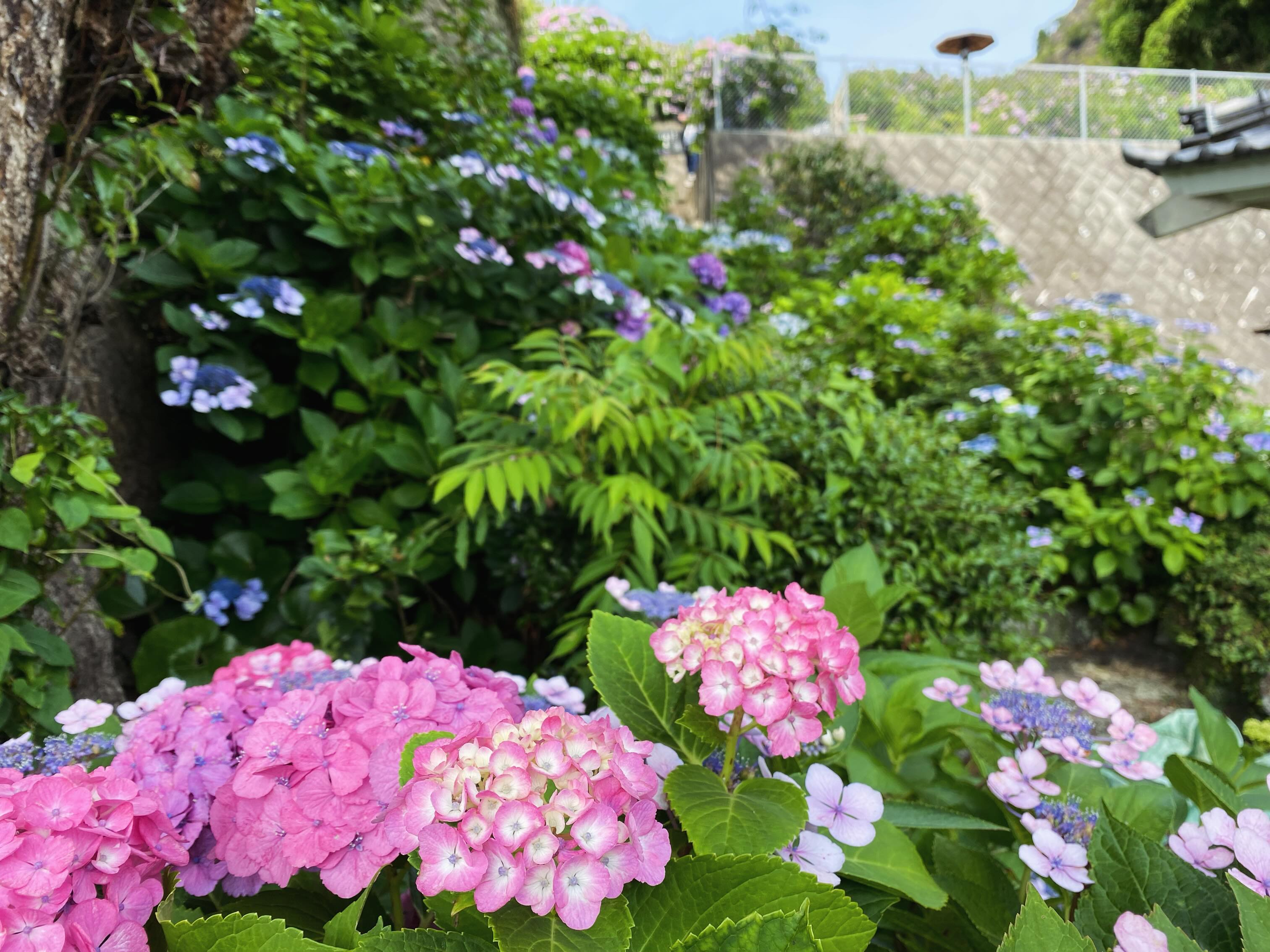 照江寺のアジサイ情報🏵️
日陰の階段のところなどは、まだ綺麗に咲いていますが
日当たりの良い上部のアジサイ園のところは、枯れが進んできています。
6/15(月)から順次アジサイ剪定作業に入らせてもらいます✂️
#アジサイ #沼津のお寺
#奥駿河
#numa_1 #numa_kanko