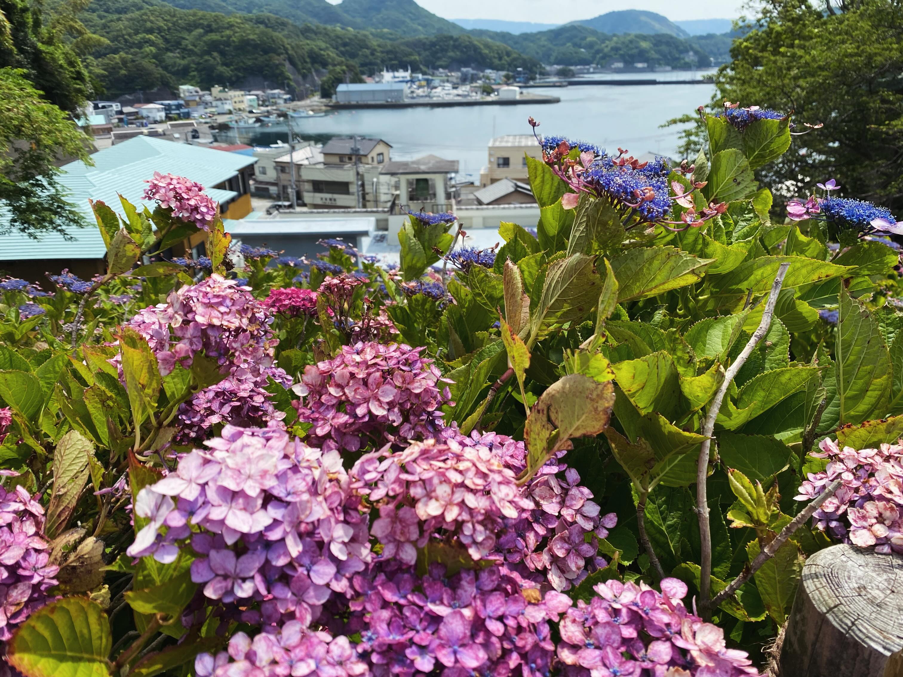 照江寺のアジサイ情報🏵️
日陰の階段のところなどは、まだ綺麗に咲いていますが
日当たりの良い上部のアジサイ園のところは、枯れが進んできています。
6/15(月)から順次アジサイ剪定作業に入らせてもらいます✂️
#アジサイ #沼津のお寺
#奥駿河
#numa_1 #numa_kanko