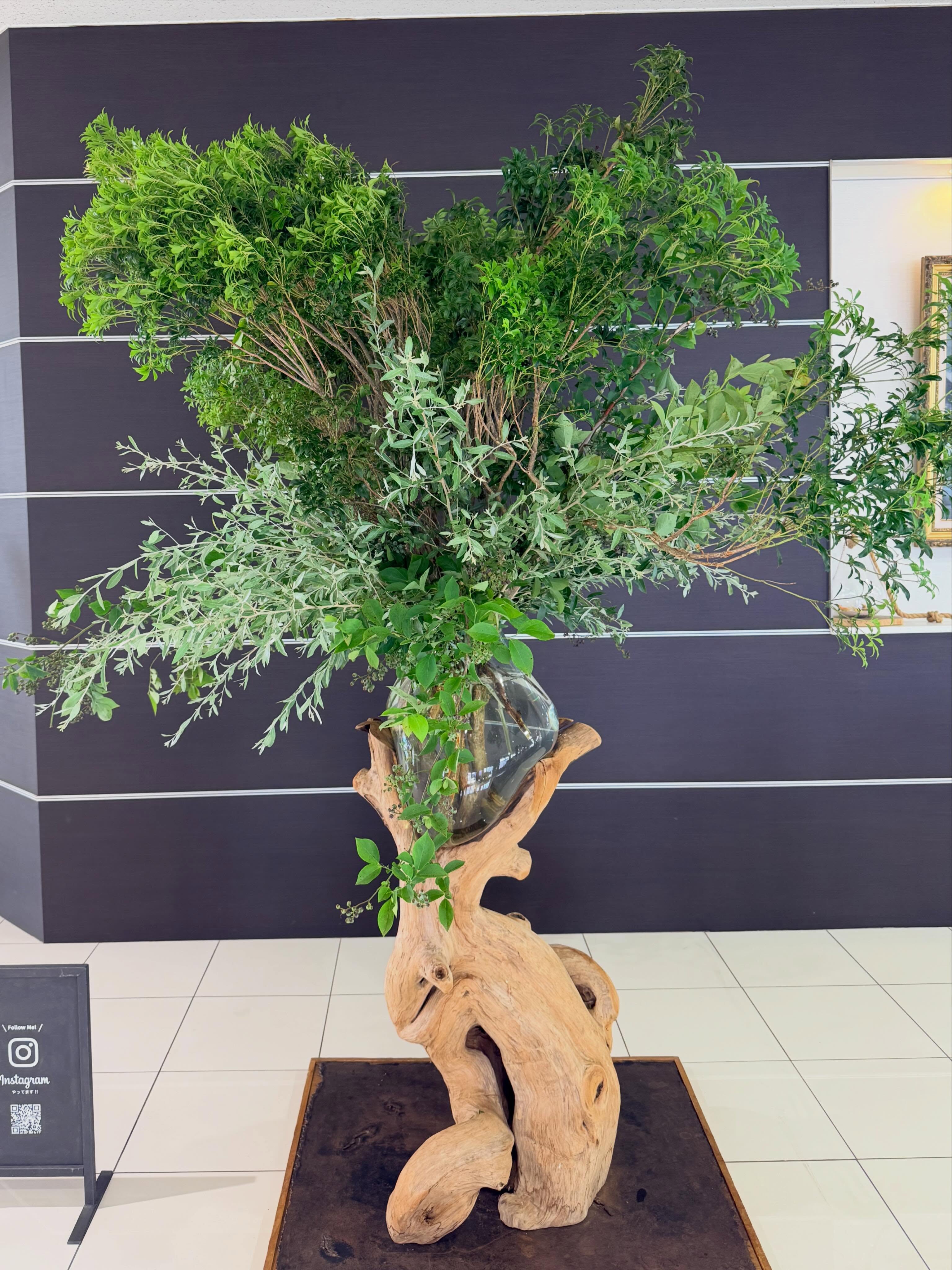 今週のWelcome Green🌿⭐︎アセビ⭐︎ブルーベリー⭐︎ロシアンオリーブ@toyota_soty #anddeco#haveagoodday#株式会社緑尊#富山市#観葉植物屋内植物造園工事
