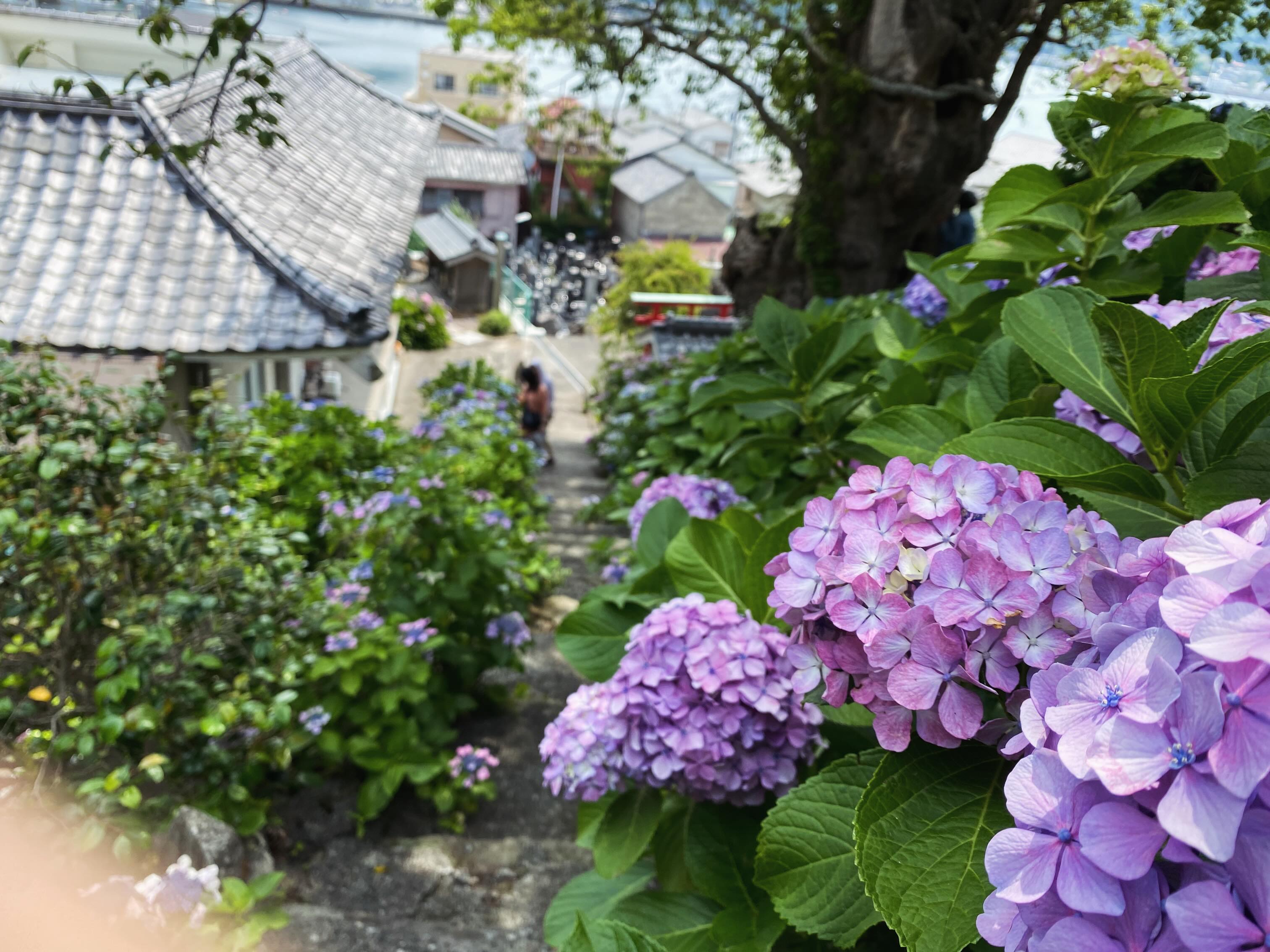 照江寺のアジサイ情報🏵️
日陰の階段のところなどは、まだ綺麗に咲いていますが
日当たりの良い上部のアジサイ園のところは、枯れが進んできています。
6/15(月)から順次アジサイ剪定作業に入らせてもらいます✂️
#アジサイ #沼津のお寺
#奥駿河
#numa_1 #numa_kanko