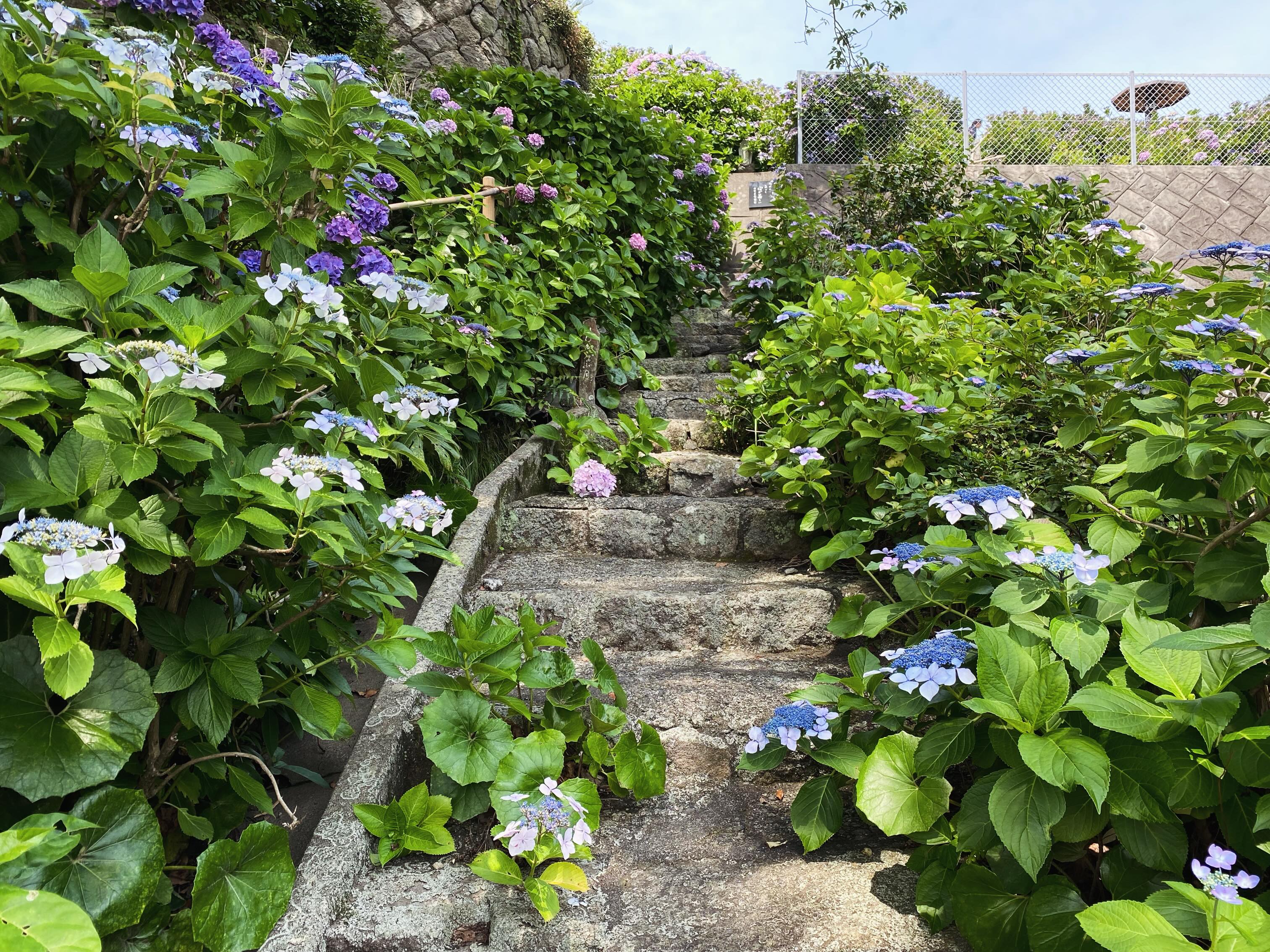 照江寺のアジサイ情報🏵️
日陰の階段のところなどは、まだ綺麗に咲いていますが
日当たりの良い上部のアジサイ園のところは、枯れが進んできています。
6/15(月)から順次アジサイ剪定作業に入らせてもらいます✂️
#アジサイ #沼津のお寺
#奥駿河
#numa_1 #numa_kanko
