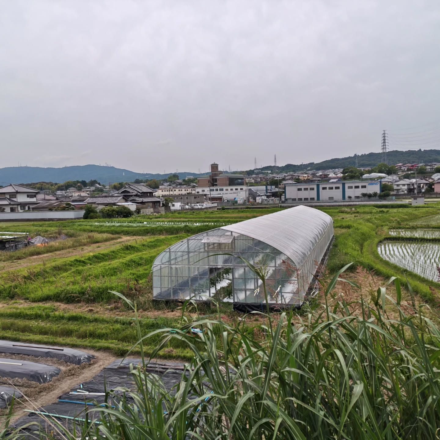 7月のイベントに向けて畑の下見に行ってきました
いろんなお野菜を見学、その場で味見もさせていただきました
これからお野菜と相談しながらメニュー作りです
農家さんの思いをお客さんに届ける大切な役目頑張ります
#中国菜館桂花
#生駒レストラン
#生駒産野菜
#奈良グルメ
#生駒グルメ