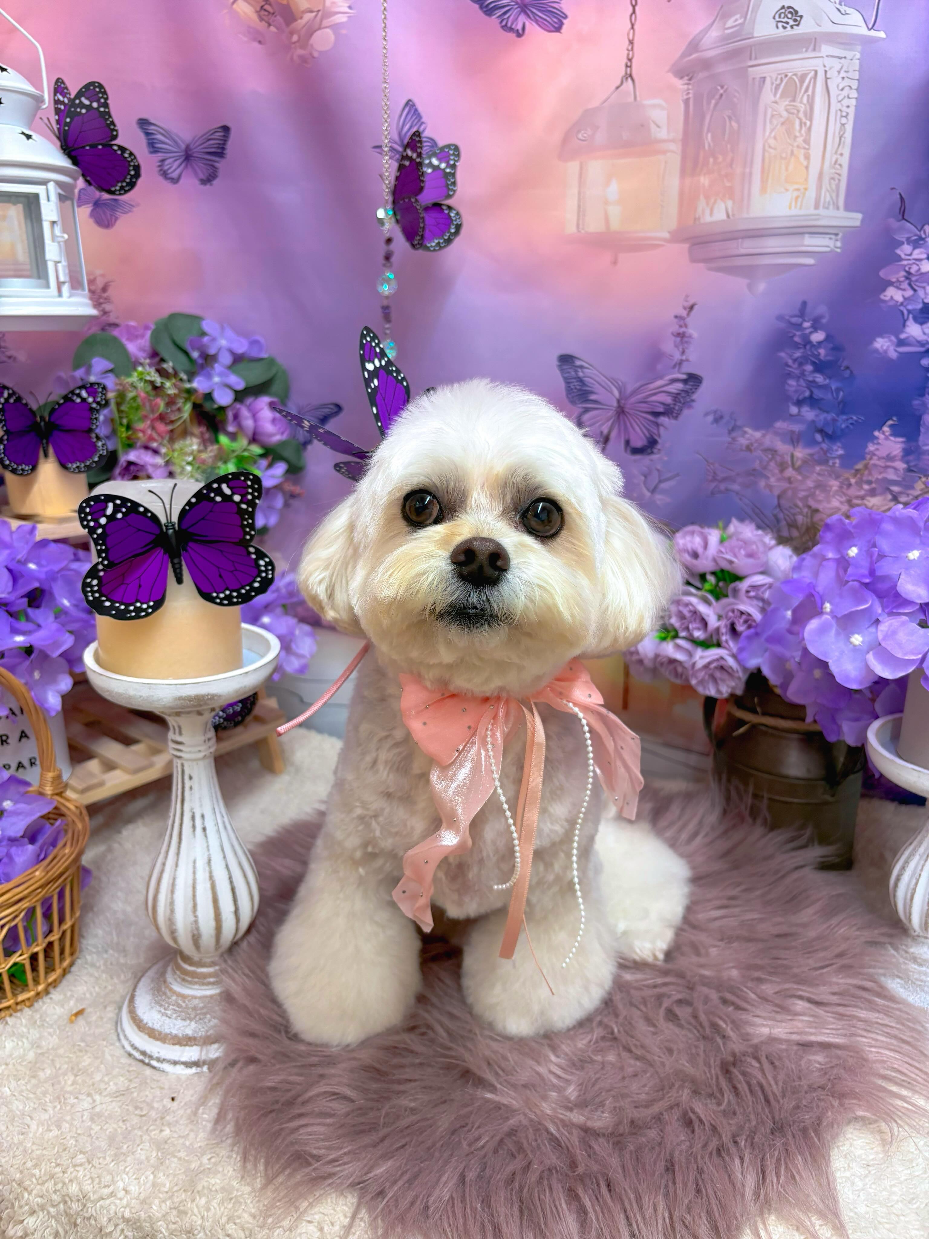 まるまるお目めの可愛いマウちゃん♡
いつもありがとね〜😊🖐️
#飯田市#動物病院#トリミング#ミックス犬#犬好きな人と繋がりたい