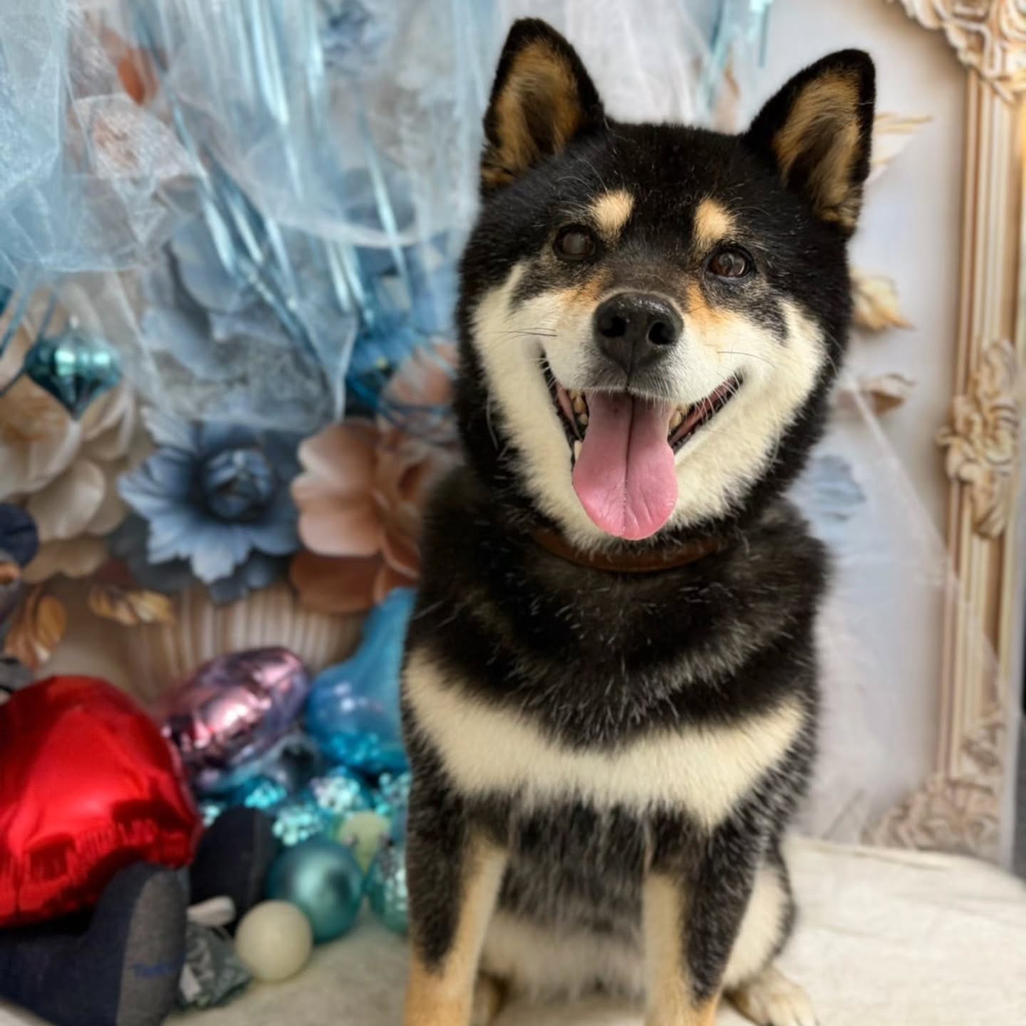 風花ちゃん🐶お父さんが大好きすぎる風花ちゃん♡今村先生は大嫌いですꉂ🤣𐤔
#トリミング#柴犬#炭酸泉#いいだ動物病院