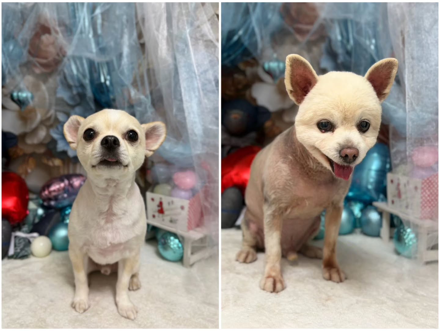 ルクくん&ポチくん🐶スッキリさっぱりになりました✂️⸒⸒いつも元気に来院してくれて嬉しいです✨また来てねー!
#トリミング#いいだ動物病院#チワワ#ミックス犬#炭酸泉