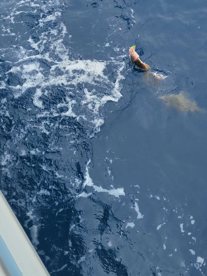 ソウハチ釣り。
前半はサイズが良くなかったですが、後半は単発でしたが
サイズが良かったです⤴️
ゴシゴシお疲れ様でした🙇🏼
ソウハチ24〜44センチ231匹
他、タラ、ユメカサゴなど🙇🏼
#新幸丸
#ソウハチ釣り
#ソウハチガレイ
#一夜干し