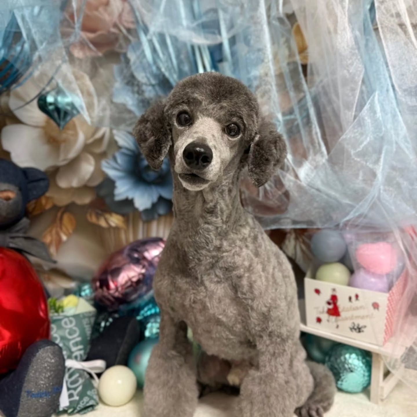 トトロくん🐶モッフモフのトトロくん✨毛量が多くて羨ましいですwラムカットがお似合いです🎶
#トリミング#いいだ動物病院#トイプードル#炭酸泉
