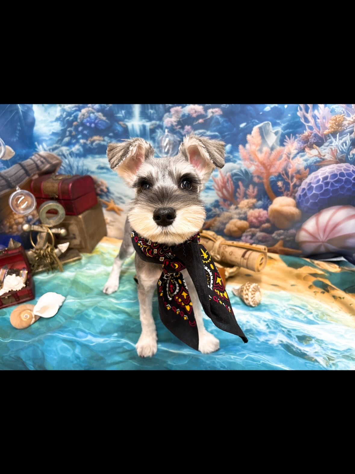 はじめまして♡シュガーちゃん
4ヶ月のシュガーちゃん🐾
オーダー内容は
サマーカット🏖✨️
しっかり足の先までサッパリしましたよー(◜ᴗ◝ )
いろんな音や はじめての作業に
ドッキリ ビックリ ぴょんぴょんしてみたり♡笑
ちゃーんと最後まで頑張ってくれました✌️✨️
私のお気に入りは3枚目のマダム風😂
⋆┈┈┈┈┈┈┈┈┈┈┈┈┈┈┈⋆文章M
#いいだ動物病院かなえ #飯田市 #トリミング #シュナウザー #夏
夏の背景にピッタリな爽やかなお写真とれ