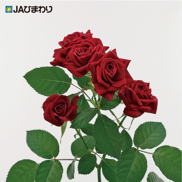 【品種紹介】
今回は当部会で生産している品種の中で比較的高温期でも長さの出る品種をいくつか紹介していこうと思います。(2024部会資料より)
②ファンファール
深みのある赤が美しく映えるスプレーバラ✨
上品な存在感で、花束を華やかに彩る赤バラです🌹