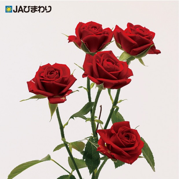 【品種紹介】
今回は当部会で生産している品種の中で比較的高温期でも長さの出る品種をいくつか紹介していこうと思います。(2024部会資料より)
①レディラブ
深紅に咲く、気品あふれる赤バラ🌹
上品で華やかな花姿は、大切な人への贈り物にぴったり✨
想いを込めて贈りたい、王道の赤バラの一つです。