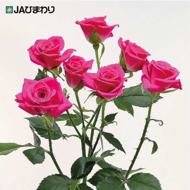 【品種紹介】
今回は当部会で生産している品種の中で比較的高温期でも長さの出る品種をいくつか紹介していこうと思います。(2024部会資料より)
⑤ラブリーリディア
鮮やかなピンクが可愛らしい🌸
飾るだけで空間を華やかに彩る、愛らしさあふれるスプレーバラです。