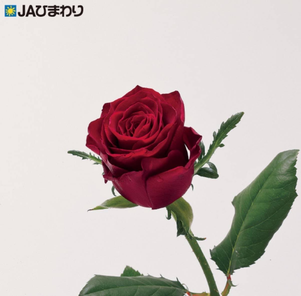 【品種紹介】
今回は当部会で生産している品種の中で比較的高温期でも長さの出る品種をいくつか紹介していこうと思います。(2024部会資料より)
⑥ベルベットリップ
ビロードのように深く美しい赤が魅力✨
シックで上品な存在感が印象的な赤バラです🌹