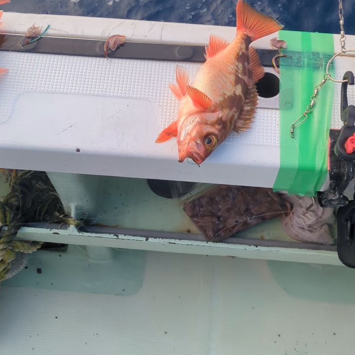 沖メバル釣り。
出だし最高⤴️⤴️
連でつれて、満タンコースかと思いました、が‥‥
その後が💦💦💦
移動してからが、さっぱり💦
釣れても単発、一向に数も増えていきませんでした⤵️💦
沖メバル24〜37センチ114匹
他、キントキ、レンコ、ガシラなど。🙇🏼
#新幸丸
#沖メバル
#オキメバル
