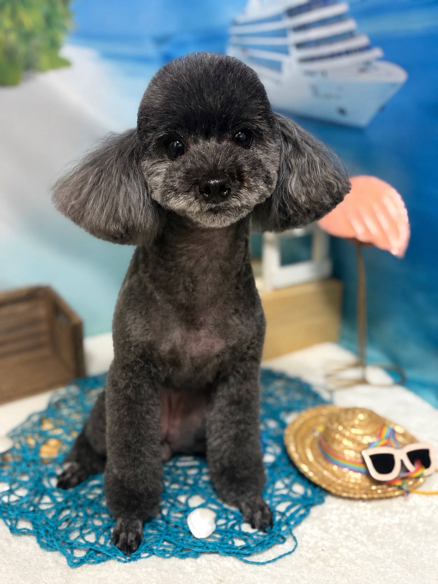 ビビちゃん✨
足先を刈り上げるスタイルお似合いです🫶
お散歩の後のお手入れがグッと楽になるのでおすすめです😊