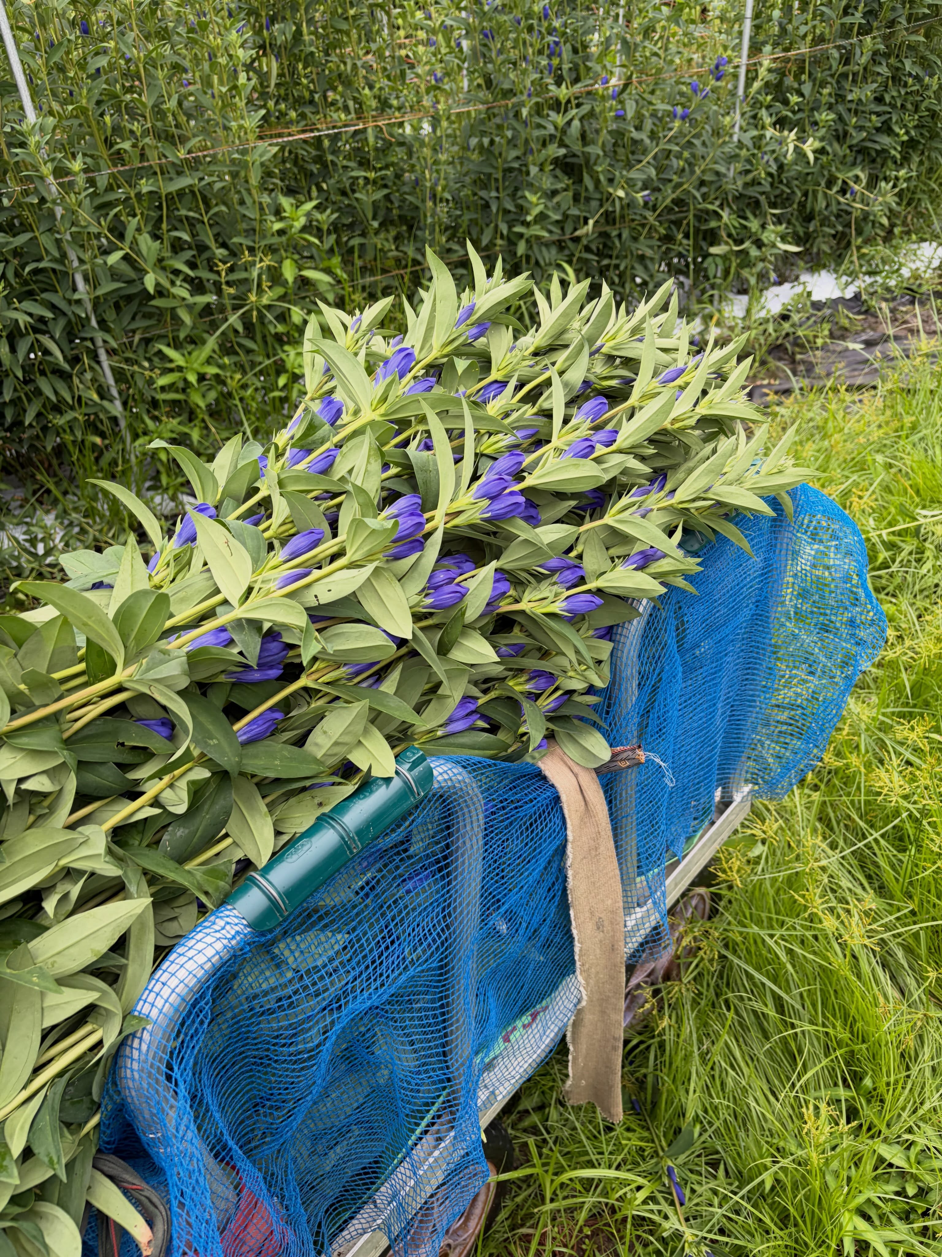 雨の中の採花🪻
いやさか農園は、お盆に突入💪
切花を出荷するのですが
需要として今から来週初めまでが
ピークの予想です🪻
最近は雨が続いていましたが
採花に休みはありません🪻
雨で濡れていたら乾燥機も使い
出荷調整を行うのですが
大量の数量をこなすのは時間もかかり
手間もかかります💦
いつもの従業員だけではなく
臨時の求人募集も募り作業を分担していました😌
今年の花はとても立派です✨
食害や病気に、暑さにも負けず
今までに無い採花本数を目指しています👍
#いやさか農園 #りんどう栽培 #夏のあい #ホワイトハイジ #パステルベル2号