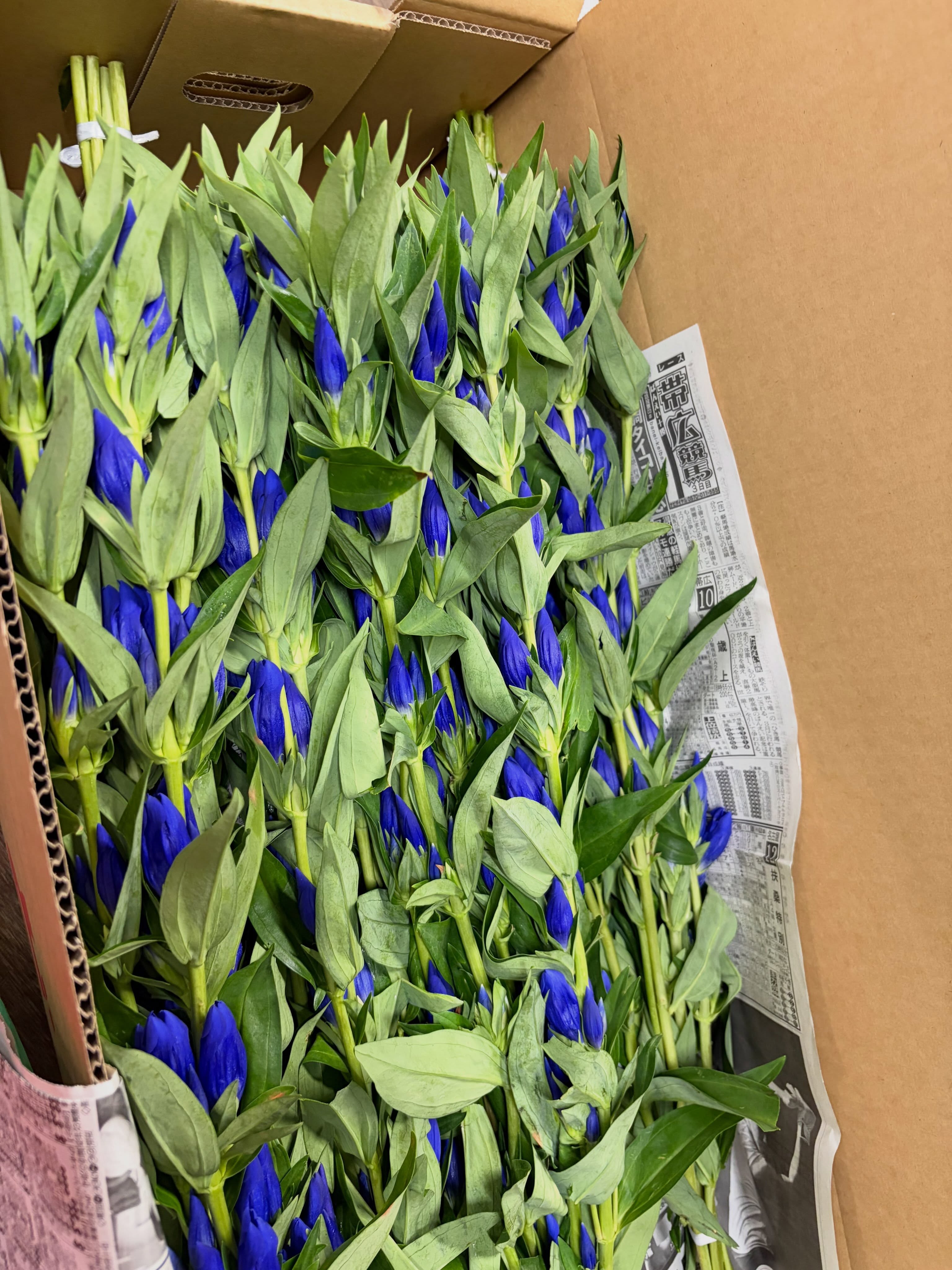 お盆出荷は完了✅
8月に入りお盆需要の出荷をしてきました🪻
日に日に咲くりんどうは、例年より
沢山採花ができました。
自慢のパステルベルは、
実は病気にかかりやすく
採花本数が減りやすいのですが
立派でまだなお、咲いていました✨
この時期だけは、早朝から深夜近くまで
作業をしています。
それでもまだまだ、りんどうは咲いて来ます。
一日が、終わりかけるたび
毎日の反省をしながら
「もっとうまく出来たかもしれない」
が、よぎります。
雨や雪の日も暑い日も作業をしてきました。
助けてくれるパートさんや、単発でも
支えてくれるデイワークさんがいます。
だからこそ、もっと何とか効率良く出来なかったか
もっとやり易く伝えられなかったのか
ぐるぐる考えるのです。
次は秋に向けて‼️
それまでは、また地道に圃場整備と
防除抜かりなく頑張ります💪
あと、草取り🌱草刈り🌱💦
#いやさか農園 #農業法人 #りんどう栽培 #お盆商戦お疲れ様でした #パステルベル2号