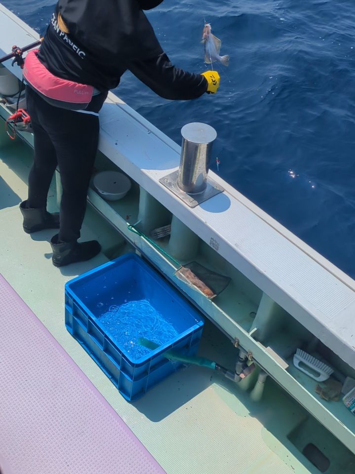 ソウハチ釣り…
1ヶ所目。サイズ狙いで行きましたが、
アタリ少なく、移動💦
2カ所は数釣れました⤴️⤴️
一夜干しも良く乾いたかと😁
暑い中ゴシゴシお疲れ様でした🙇🏼
ソウハチ23〜42センチ224匹。
他、チータラ、ハチメ、ユメカサゴなど🙇🏼🙇🏼
#ソウハチ釣り
#新幸丸
#一夜干し
#ゴシゴシ
#中深海