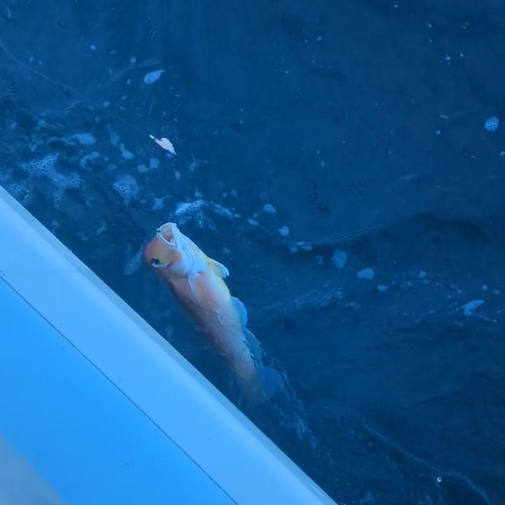 アマダイ釣り。。
あまり小さいサイズも居らず。
サイズは良かったです⤴️
帰るまでポツリポツリでした。
アマダイ26ー47センチ37匹
他、レンコ、ガシラ、アカボラなど。
トップ7本でした🙇🏼
#新幸丸
#アマダイ釣り
#甘鯛
#ツ抜けならず
