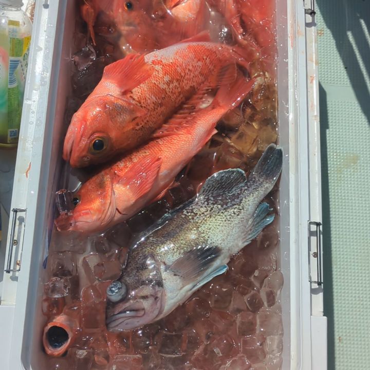 ユメカサゴ釣り
飽きない程度に釣れてました。
風も無くて暑かっです。
ユメカサゴ22〜42センチ141匹。
他、ソイ、チータラ、カジカ、ソウハチなども釣れました🙇🏼
#新幸丸
#ユメカサゴ
#ソウハチ
#一夜干し
#根魚