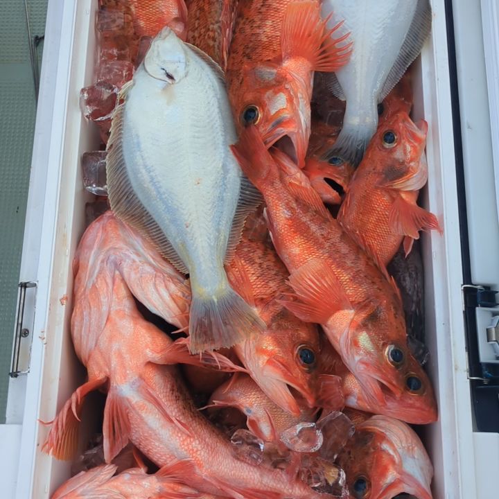 ユメカサゴ釣り。
朝から良く釣れてほぼ満タンになった方も🤣
ユメカサゴ22〜42センチ223匹
他、ソウハチ、ソイなど🙇🏼
暑い中、お疲れ様でした🙇🏼
#新幸丸
#ユメカサゴ
#美味しい魚
#ノドグロ
#根魚
