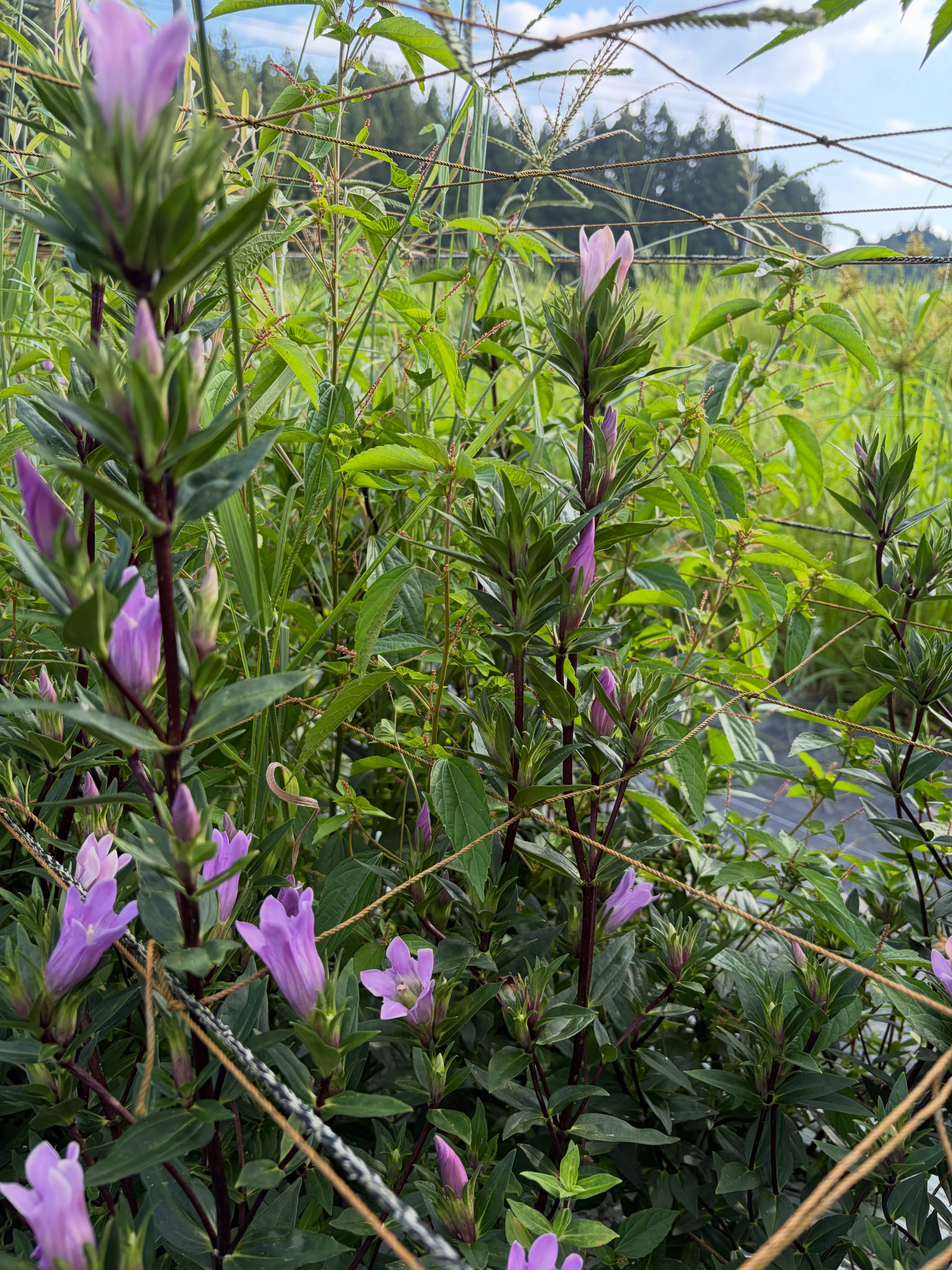 8月もあっという間でした🪻
盆明けはまだ採花量が多かったものの
最近は青い色のりんどうが一旦減り
白やピンクのりんどうが咲いています。
そしてやっぱり、開花が早いです😅
昨年より控えめな暑さの為か
高温障害はみられてません👍
このごろ猛暑が続いたのが心配ですが
綺麗に咲きます様に✨
#いやさか農園 #農業法人 #りんどう栽培 #ホワイトハイジ #ピンクレディ