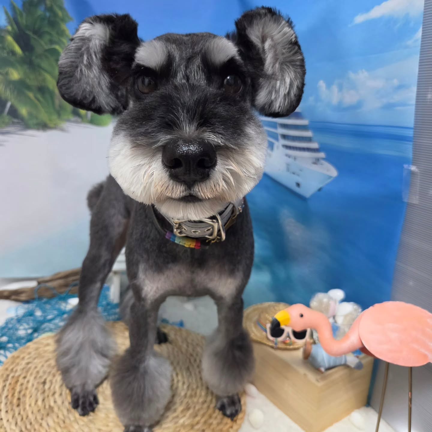 レオくん❤️ハムリップ✂️⸒⸒ニコッとしているみたいで可愛いですね💕︎
#ハムリップ#いいだ動物病院#トリミング#シュナウザー#ペロッとしちゃう子には禁止です❌