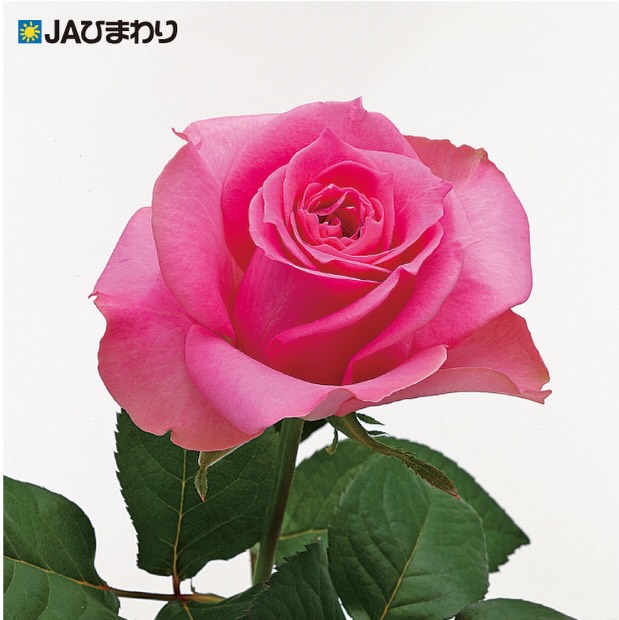 【品種紹介】
今回も引き続き当部会で出荷している品種の中で比較的高温期でも長さの出る品種をご紹介します。(2024部会資料より)
⑧ブロッサムピンク
やわらかく華やかなピンクが魅力。
大きく優雅に咲く花姿が、花束を華やかに彩る一輪です🌹✨